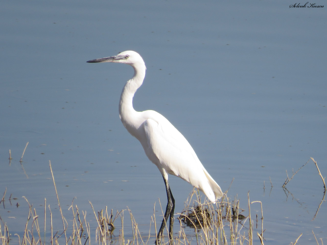 Küçük ak balıkçıl