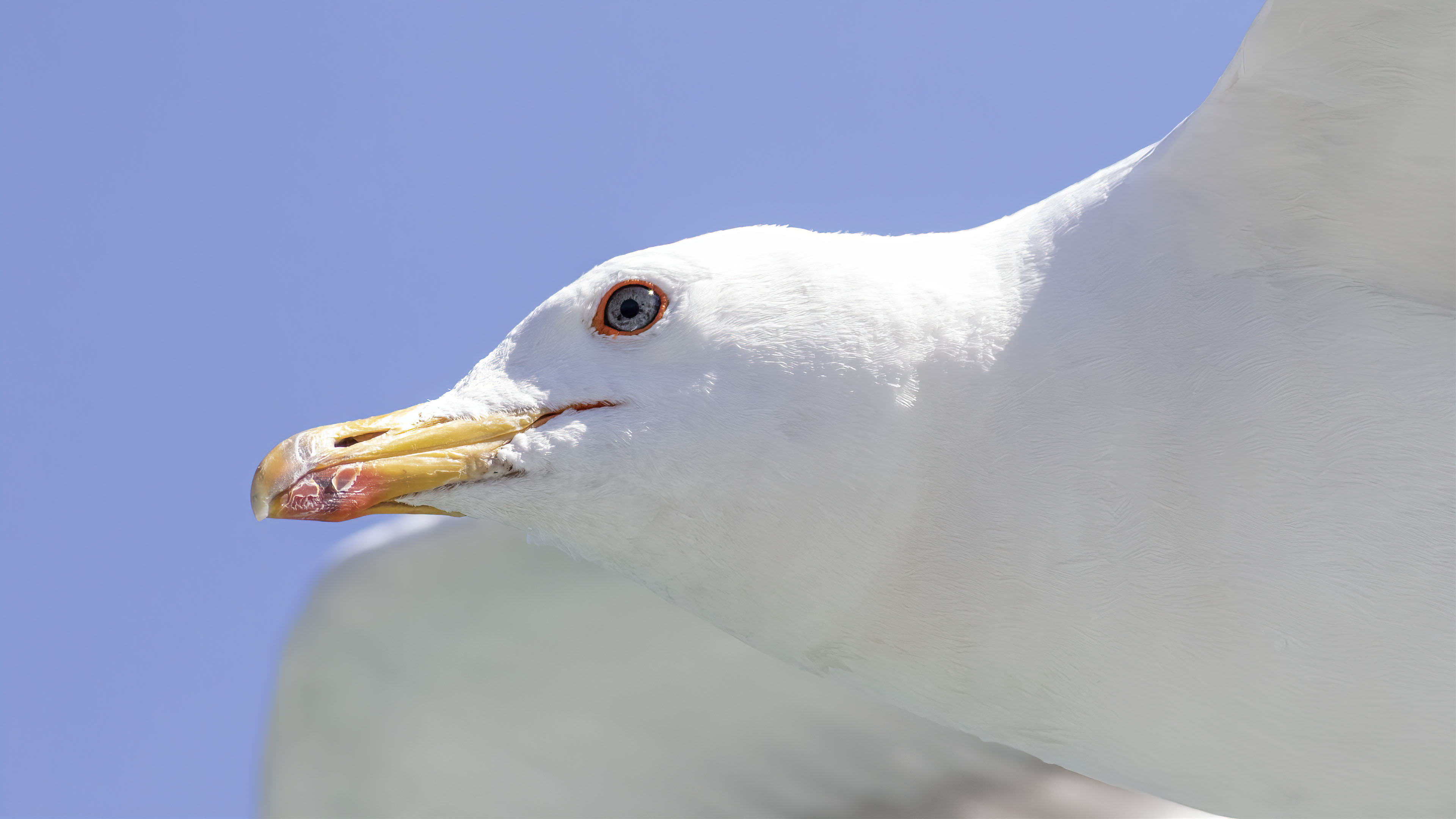 Van gölü martısı