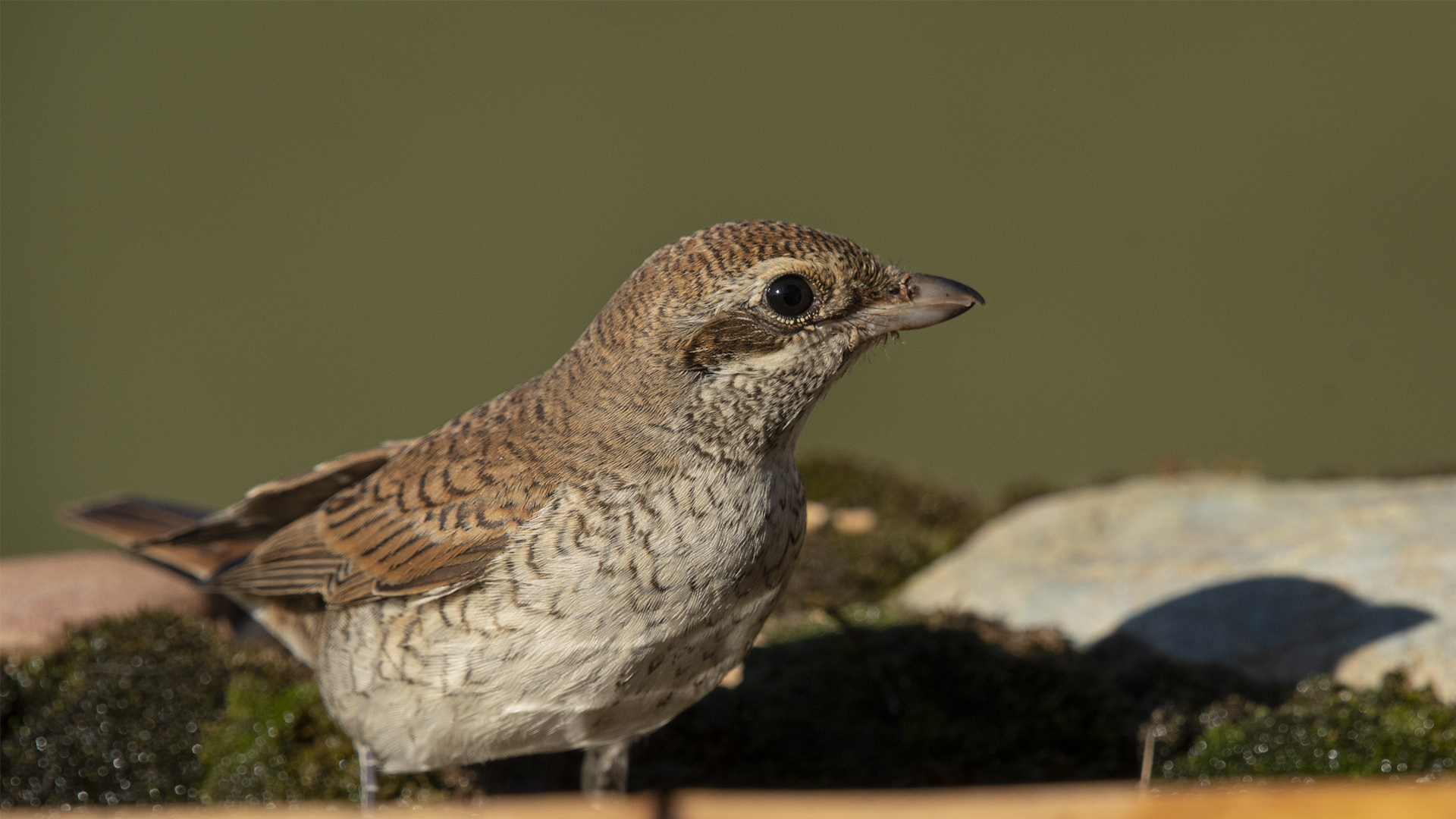 Kızılsırtlı örümcekkuşu