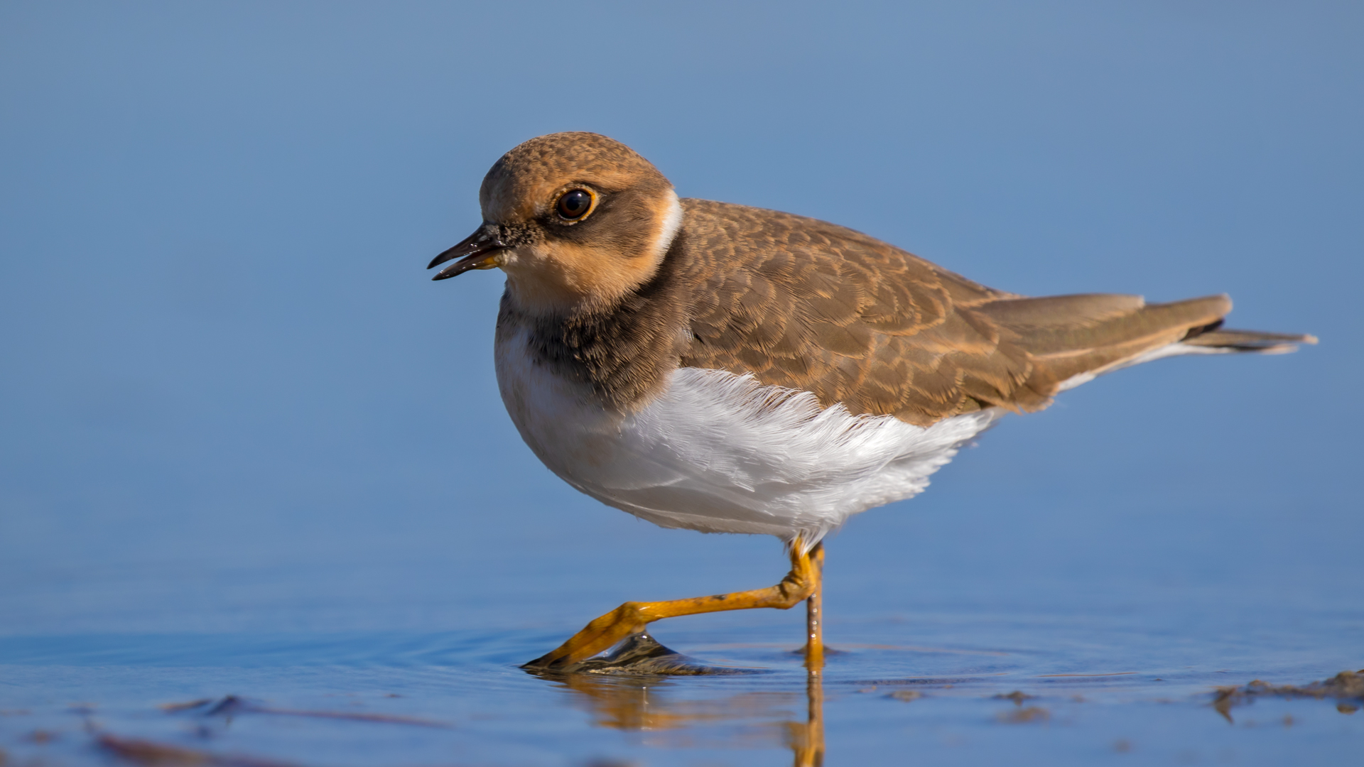 Halkalı küçük cılıbıt