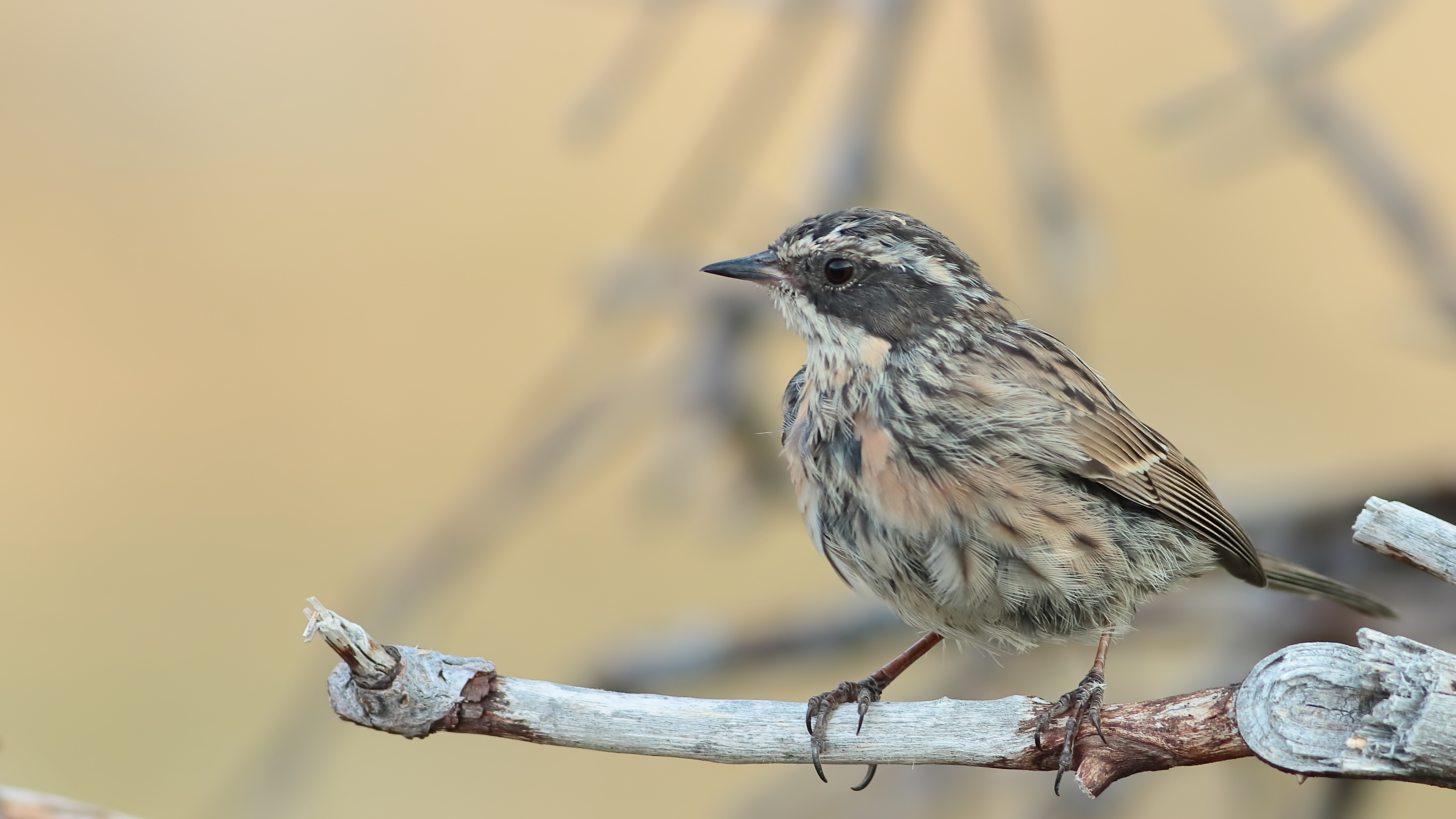 Sürmeli dağbülbülü