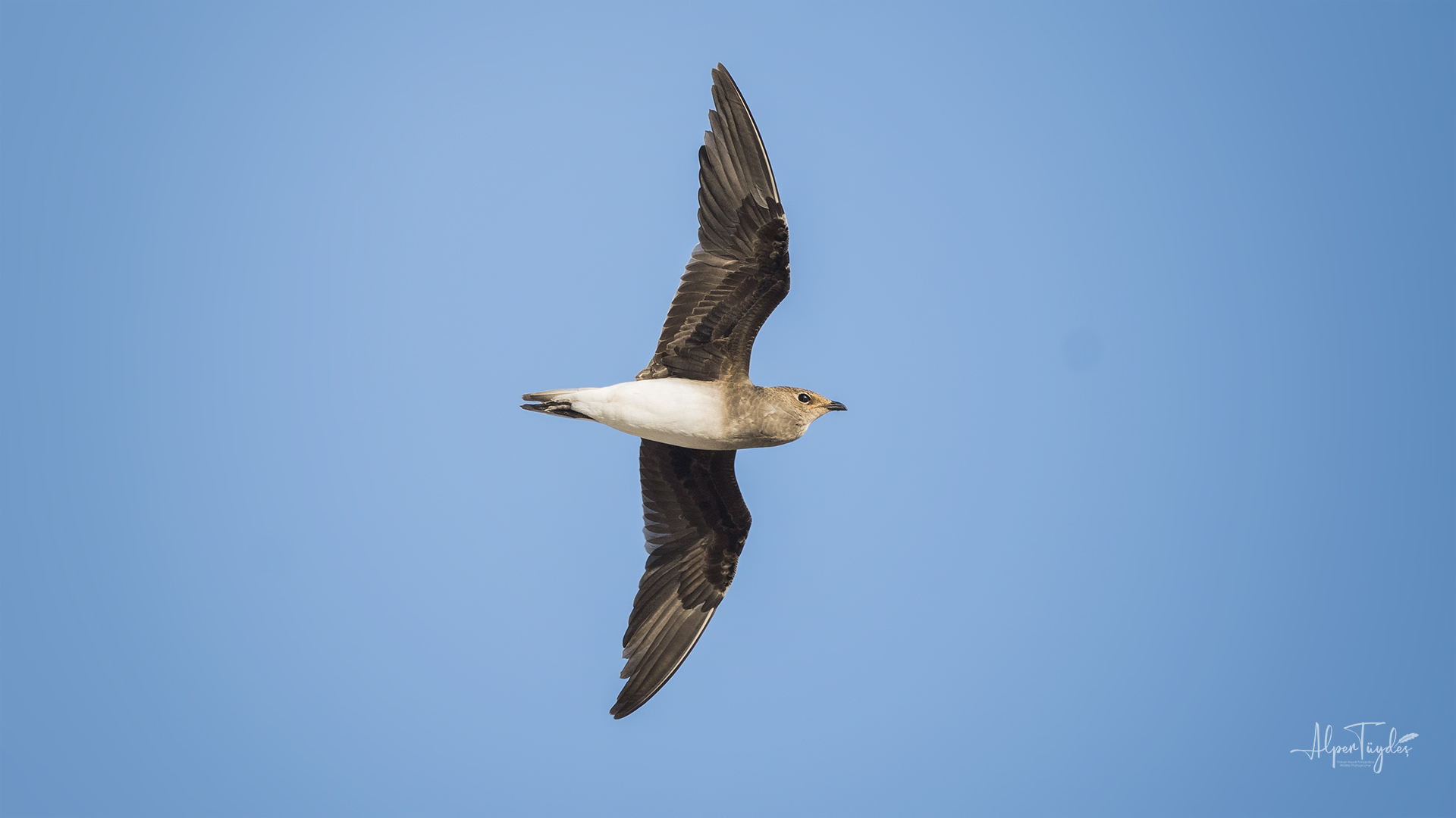 Karakanatlı bataklıkkırlangıcı