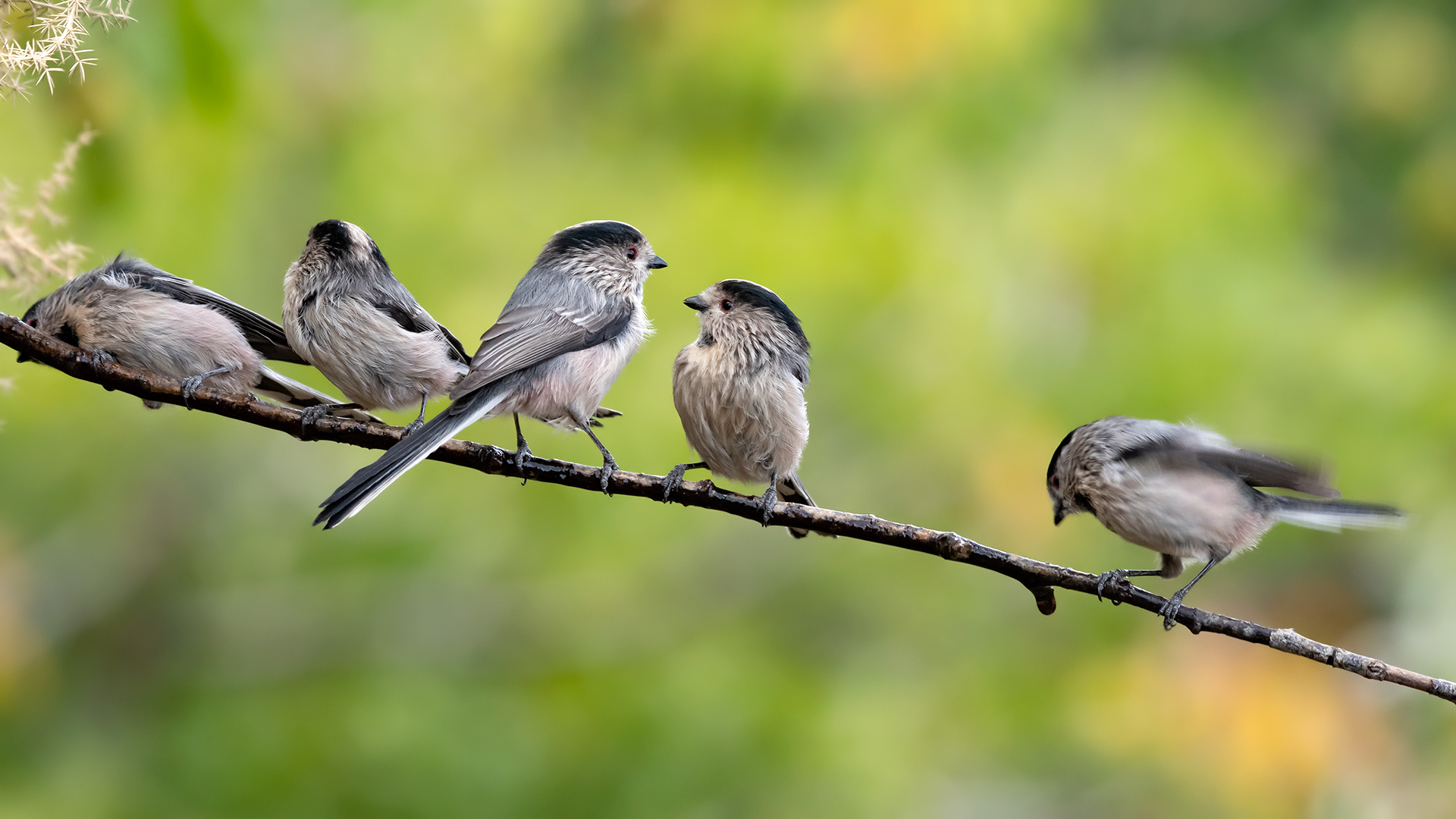 Uzunkuyruklu baştankara