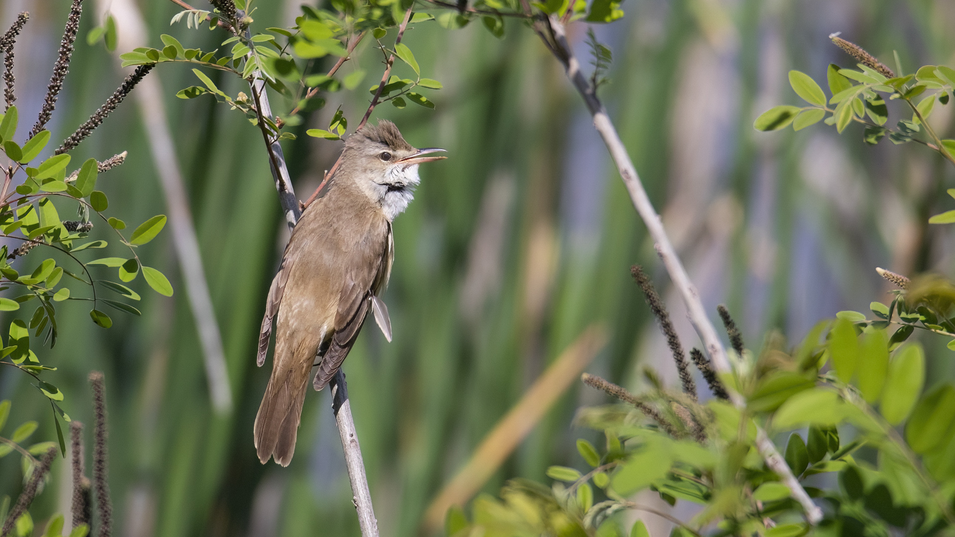Büyük kamışçın