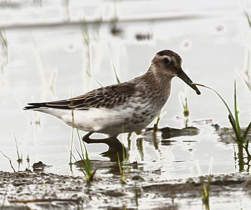 Karakarınlı kumkuşu