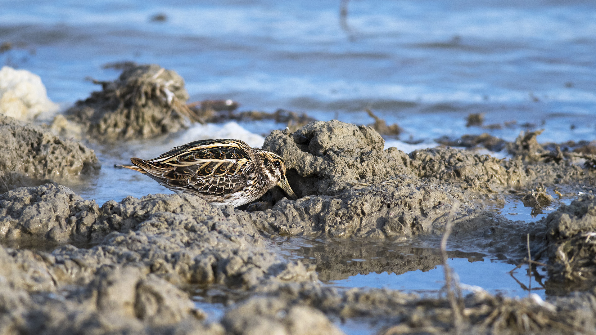 Küçük suçulluğu