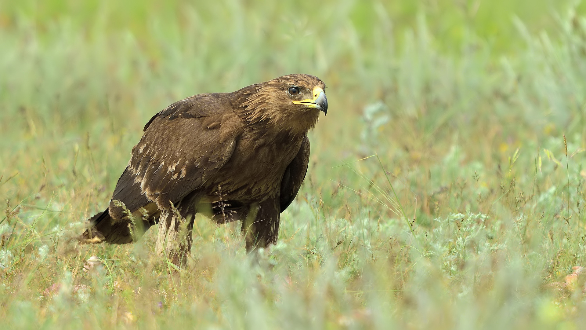 Küçük orman kartalı