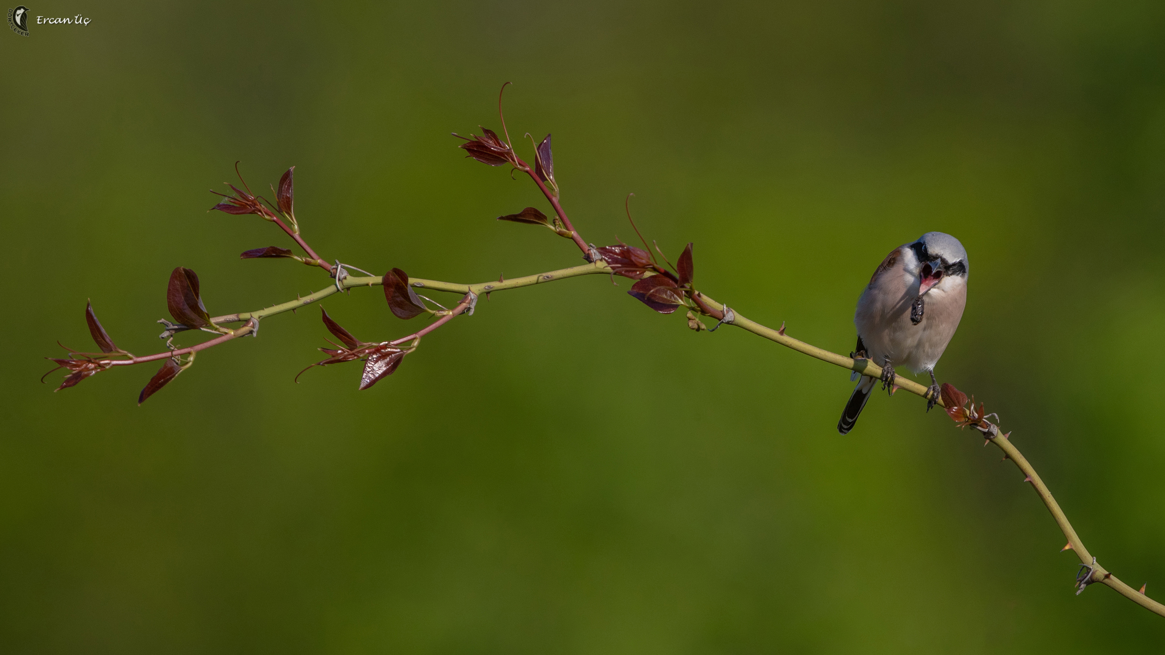 Kızılsırtlı örümcekkuşu