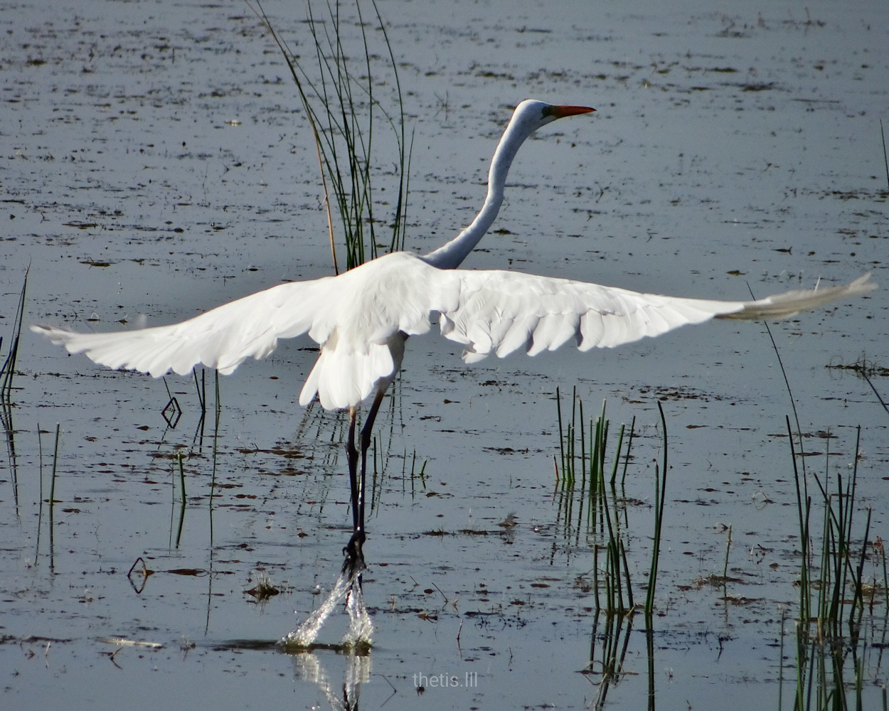 Büyük ak balıkçıl