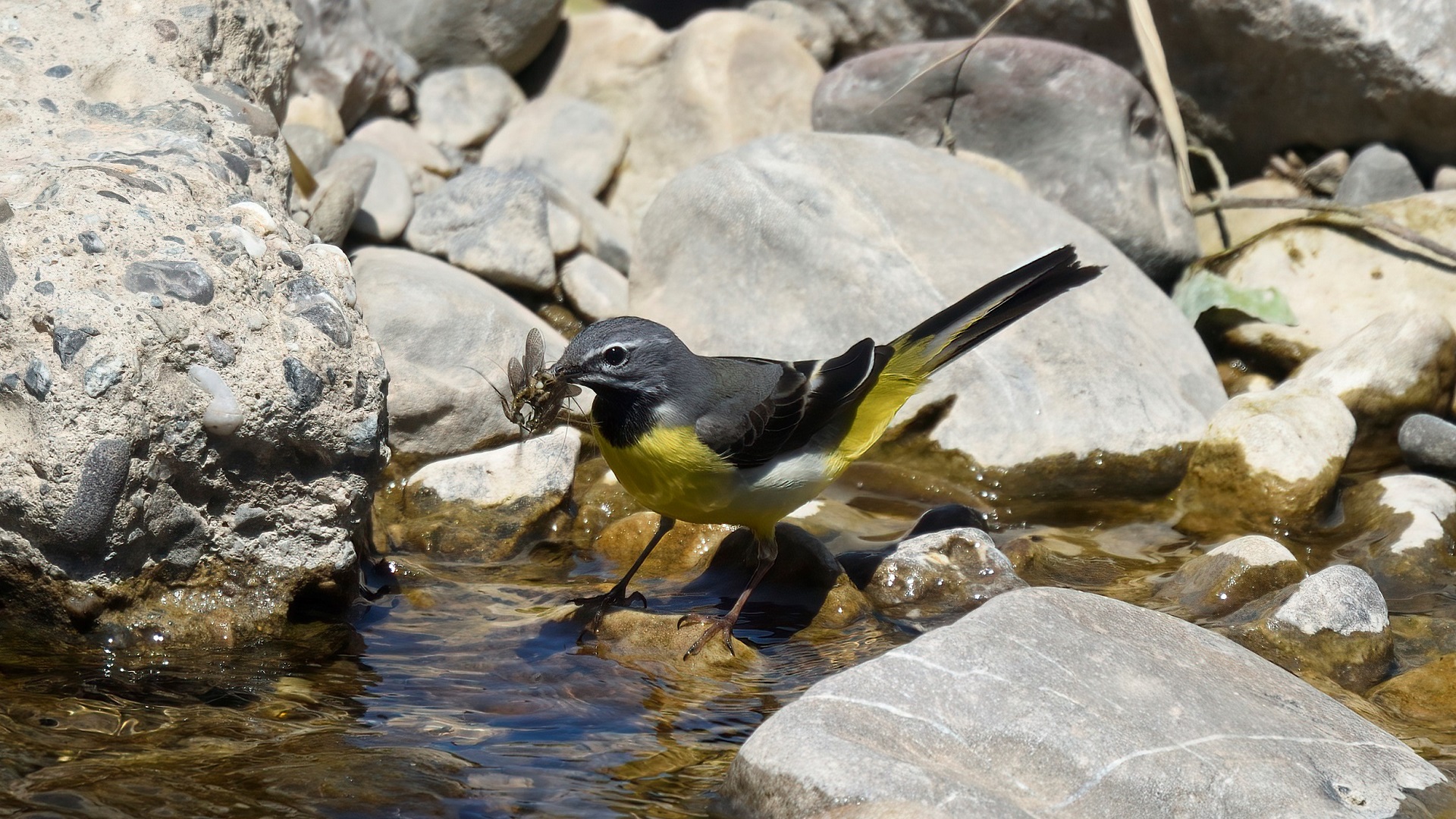 Dağ kuyruksallayanı