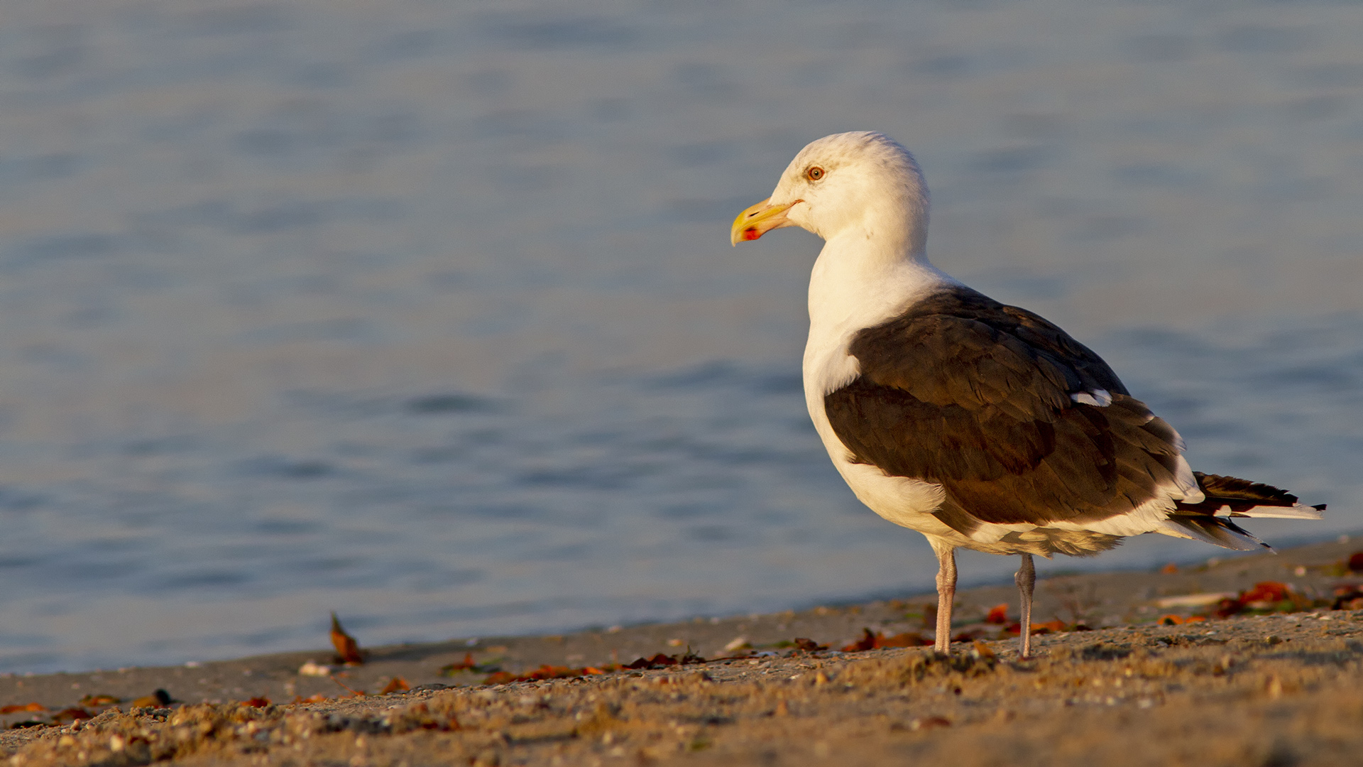 Büyük karasırtlı martı