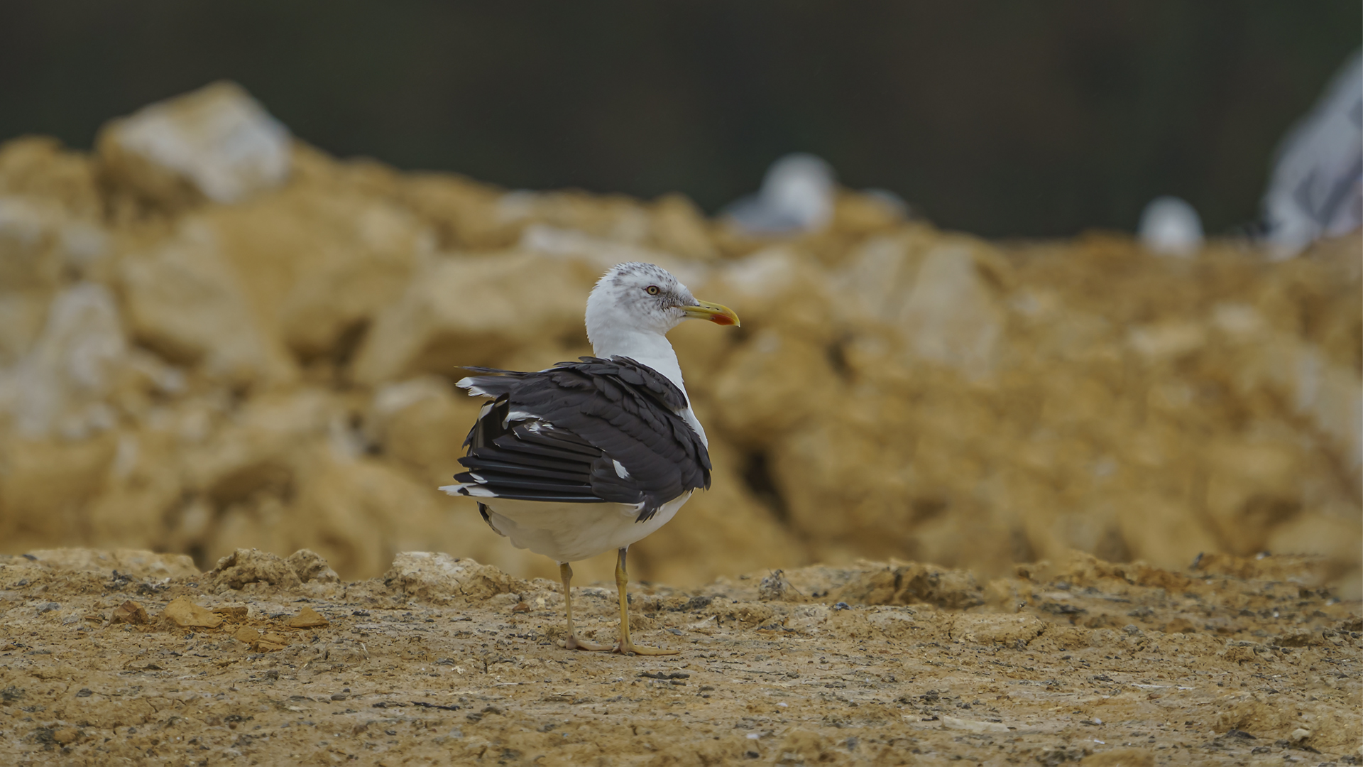 Karasırtlı martı » Lesser Black-backed Gull » Larus fuscus