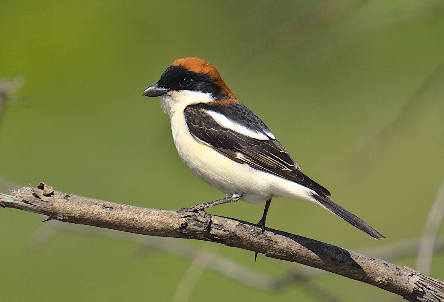 Kızılbaşlı örümcekkuşu