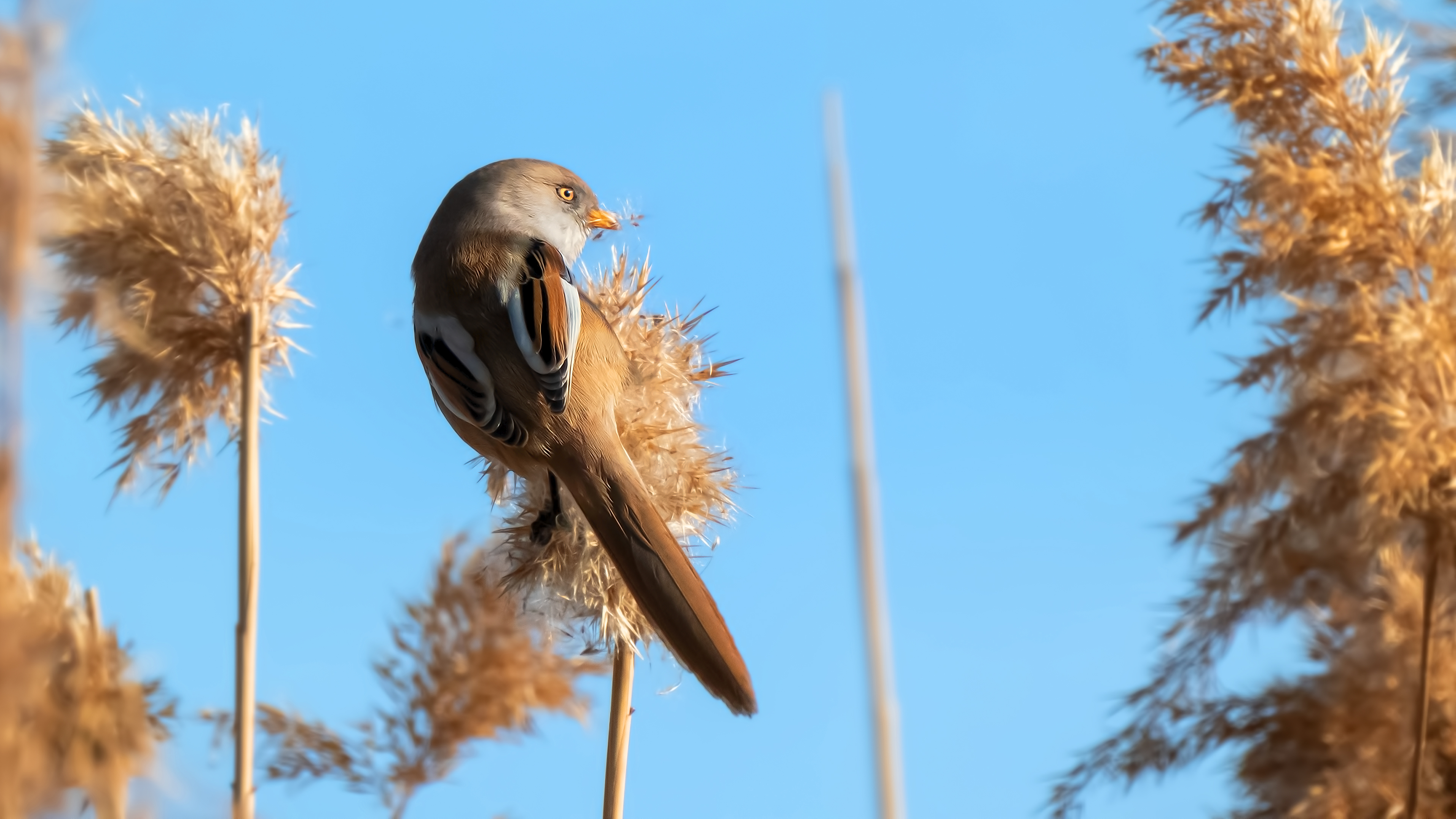 Bıyıklı baştankara