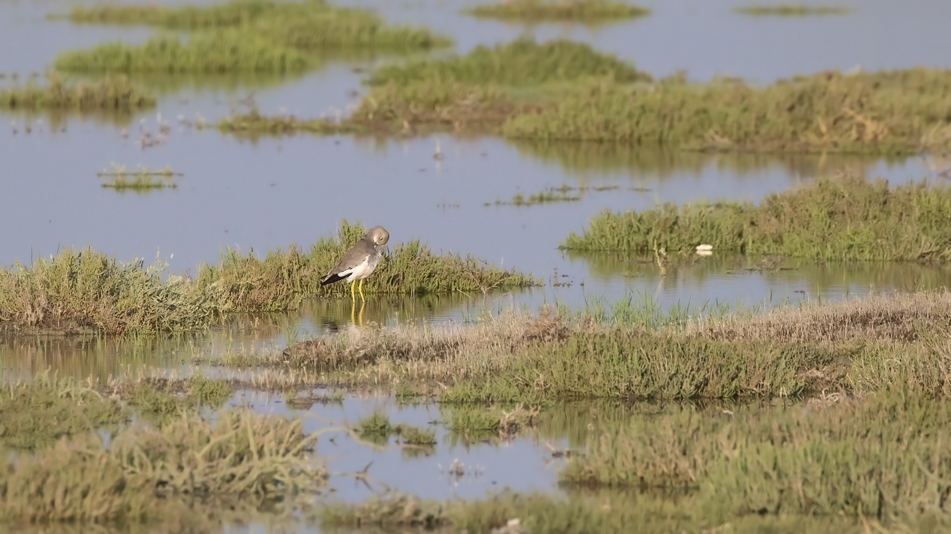 Akkuyruklu kızkuşu