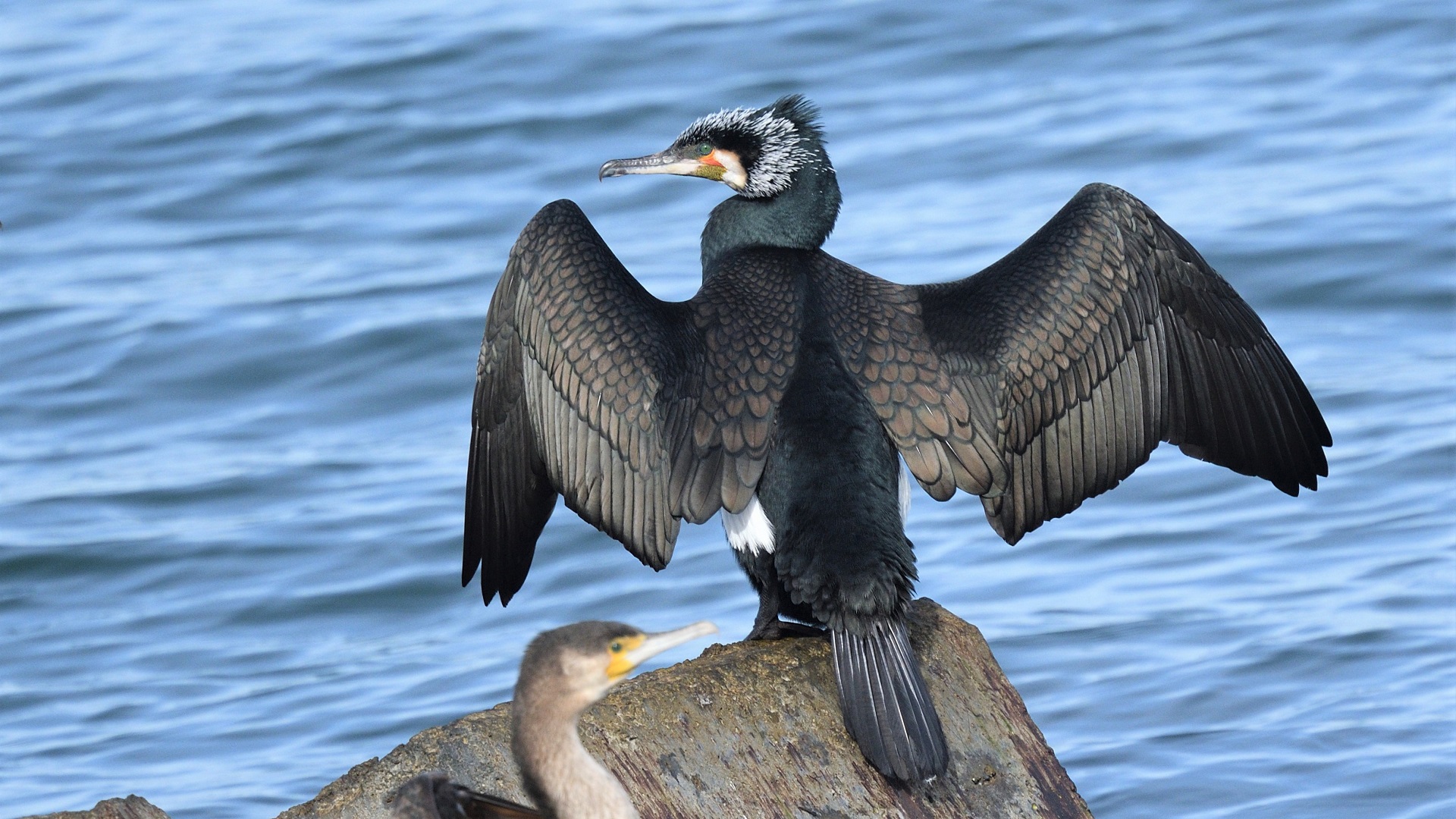 Karabatak » Great Cormorant » Phalacrocorax carbo