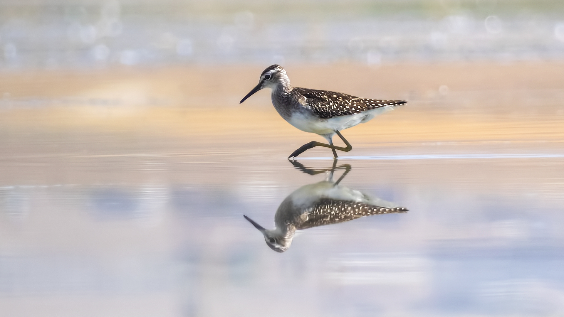 Orman düdükçünü