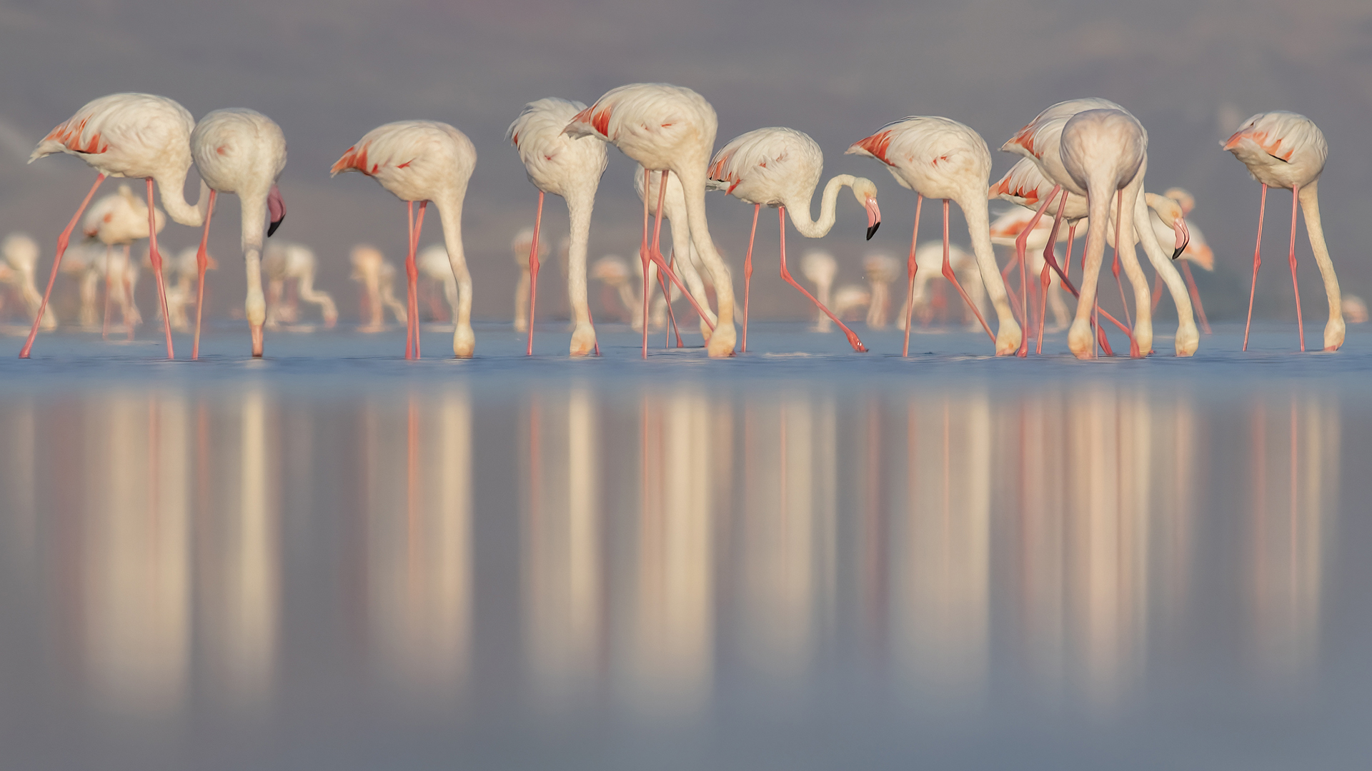 Flamingo » Greater Flamingo » Phoenicopterus roseus