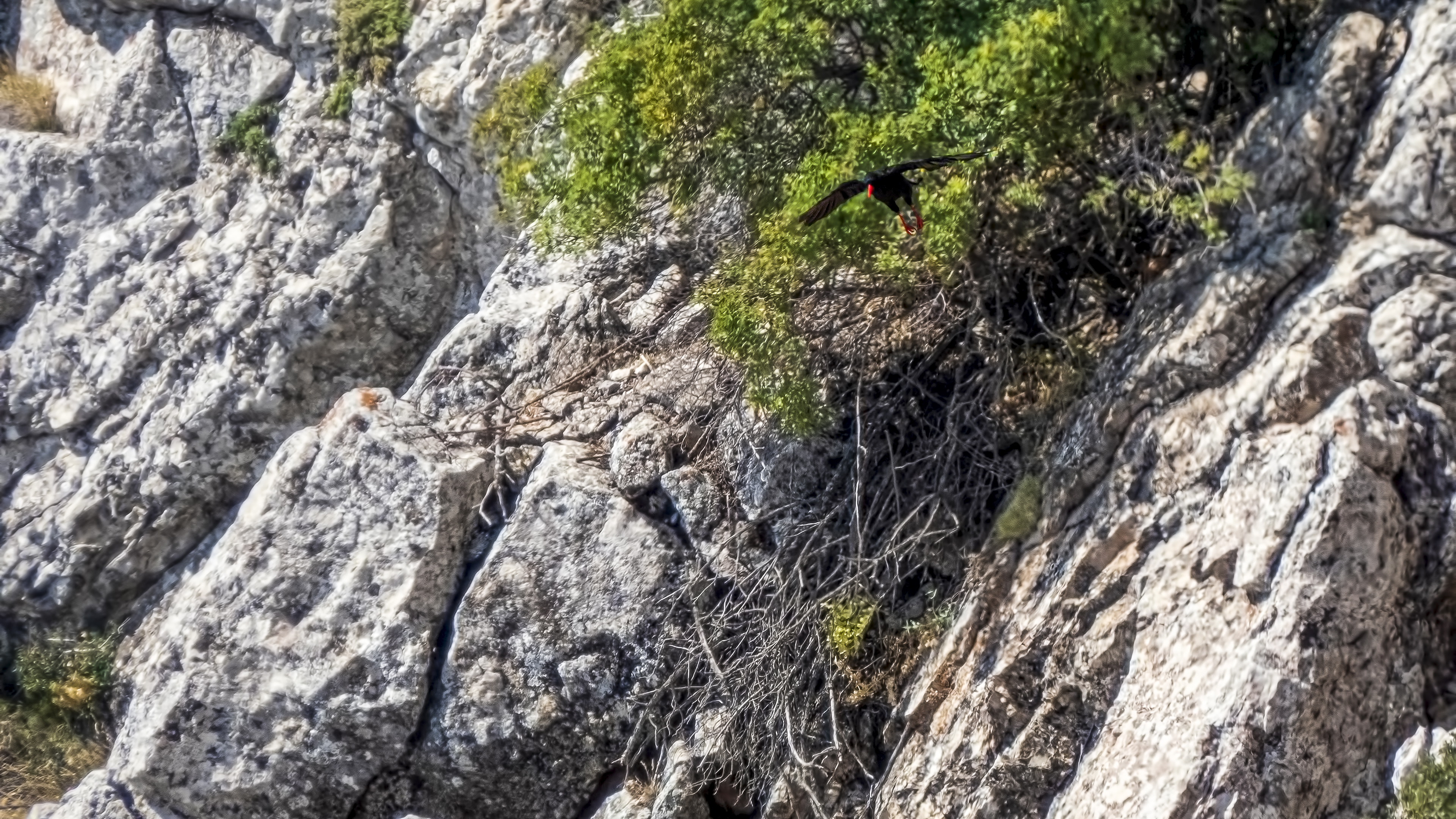 Kırmızıgagalı dağ kargası