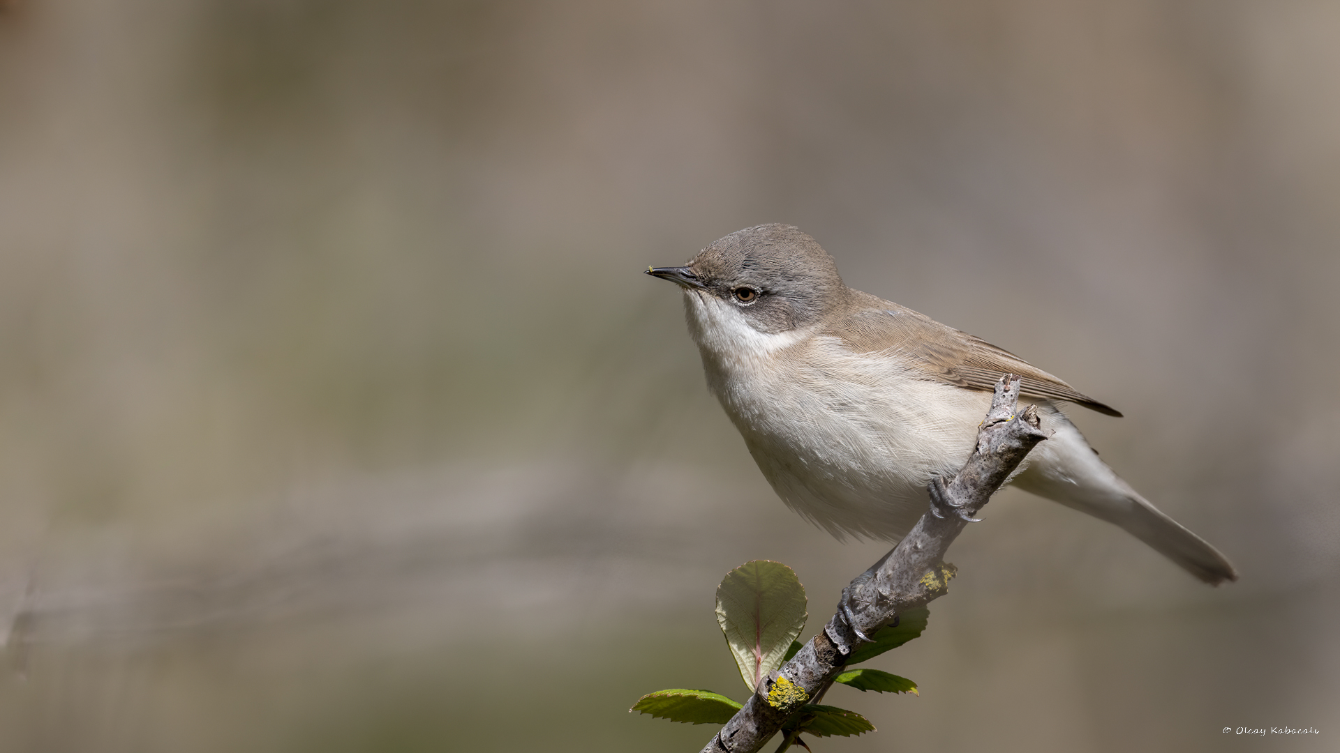 Küçük akgerdanlı ötleğen