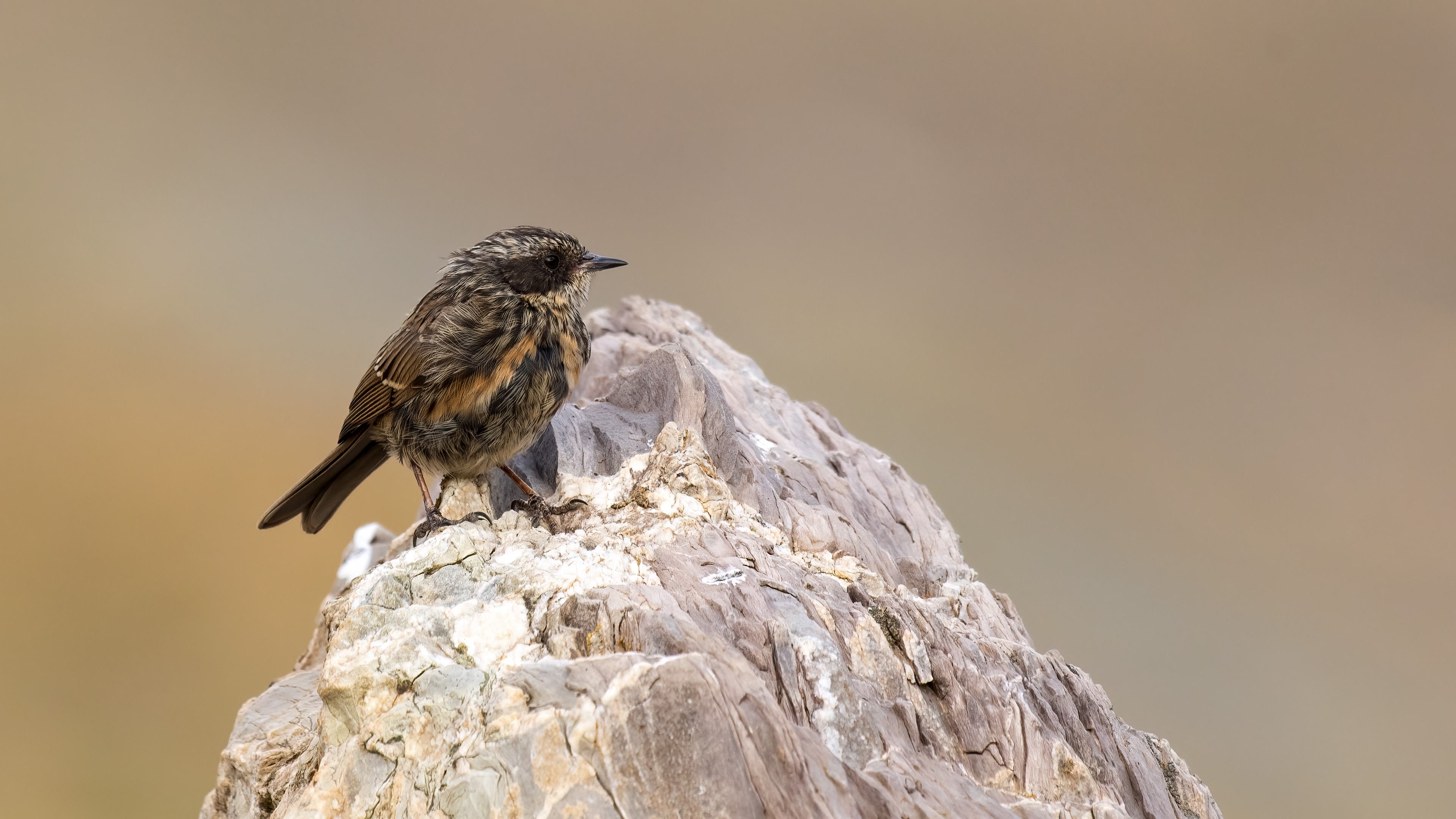 Sürmeli dağbülbülü