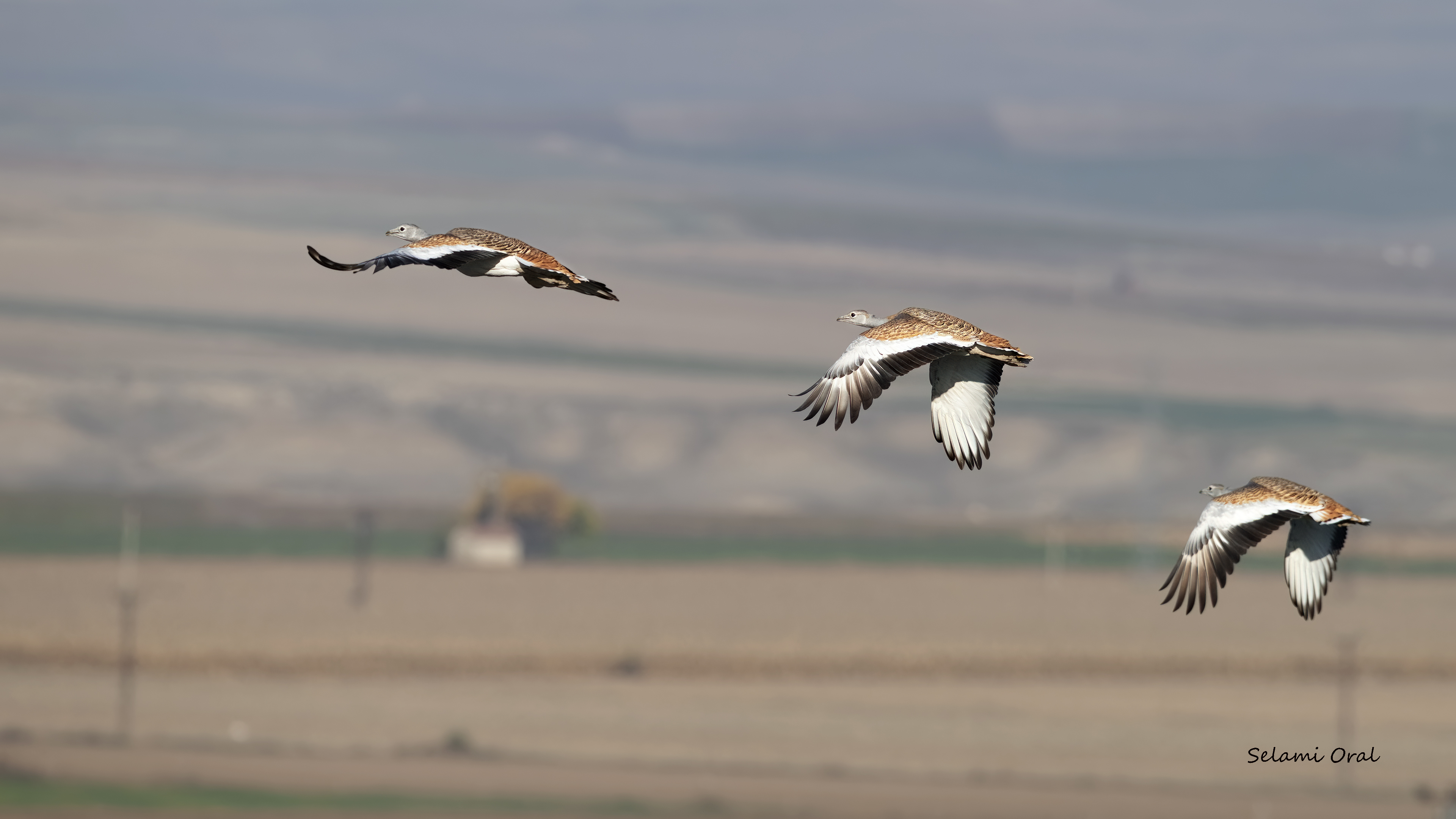 Toy » Great Bustard » Otis tarda