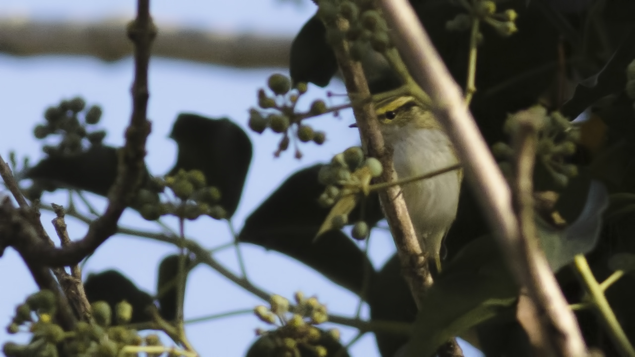 Çalıkuşu çıvgını