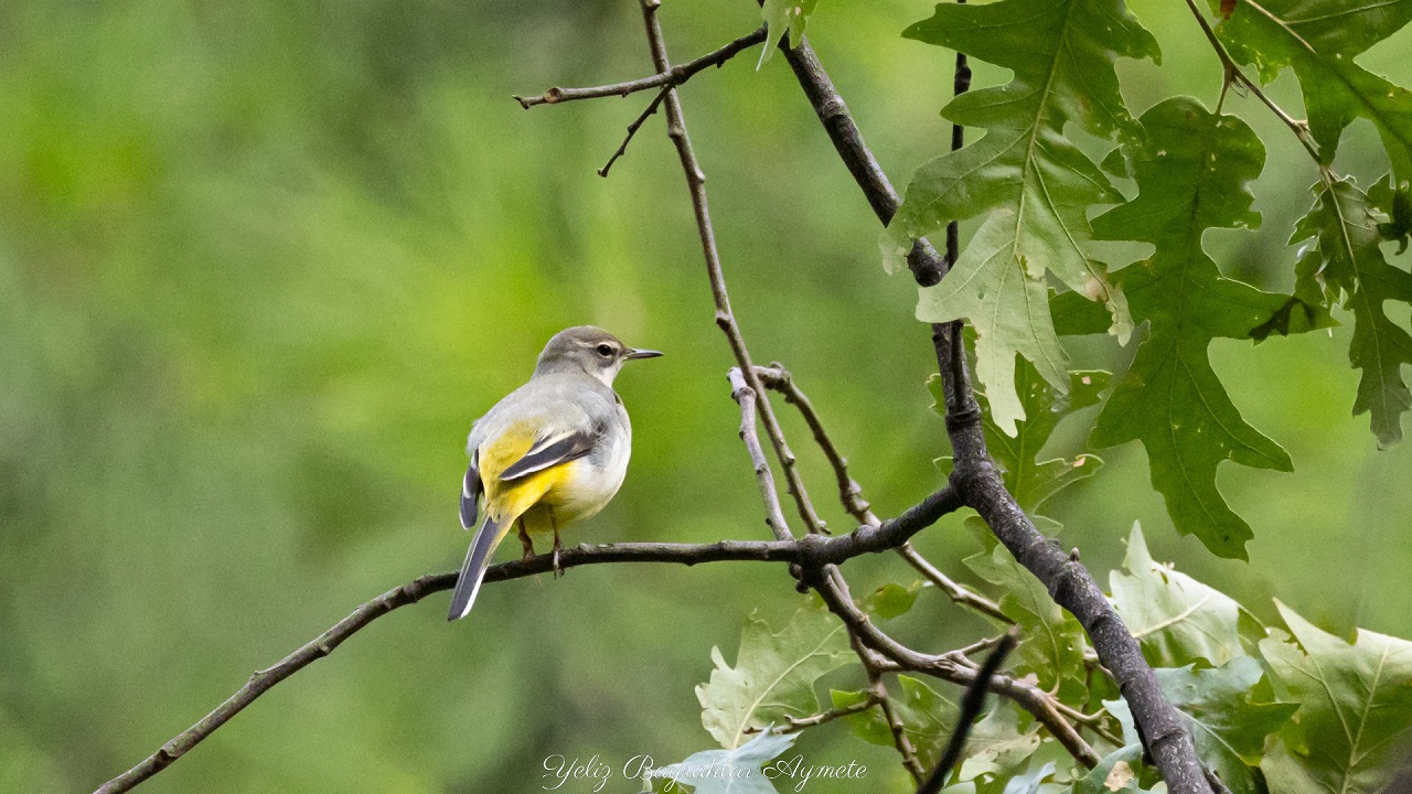 Dağ kuyruksallayanı