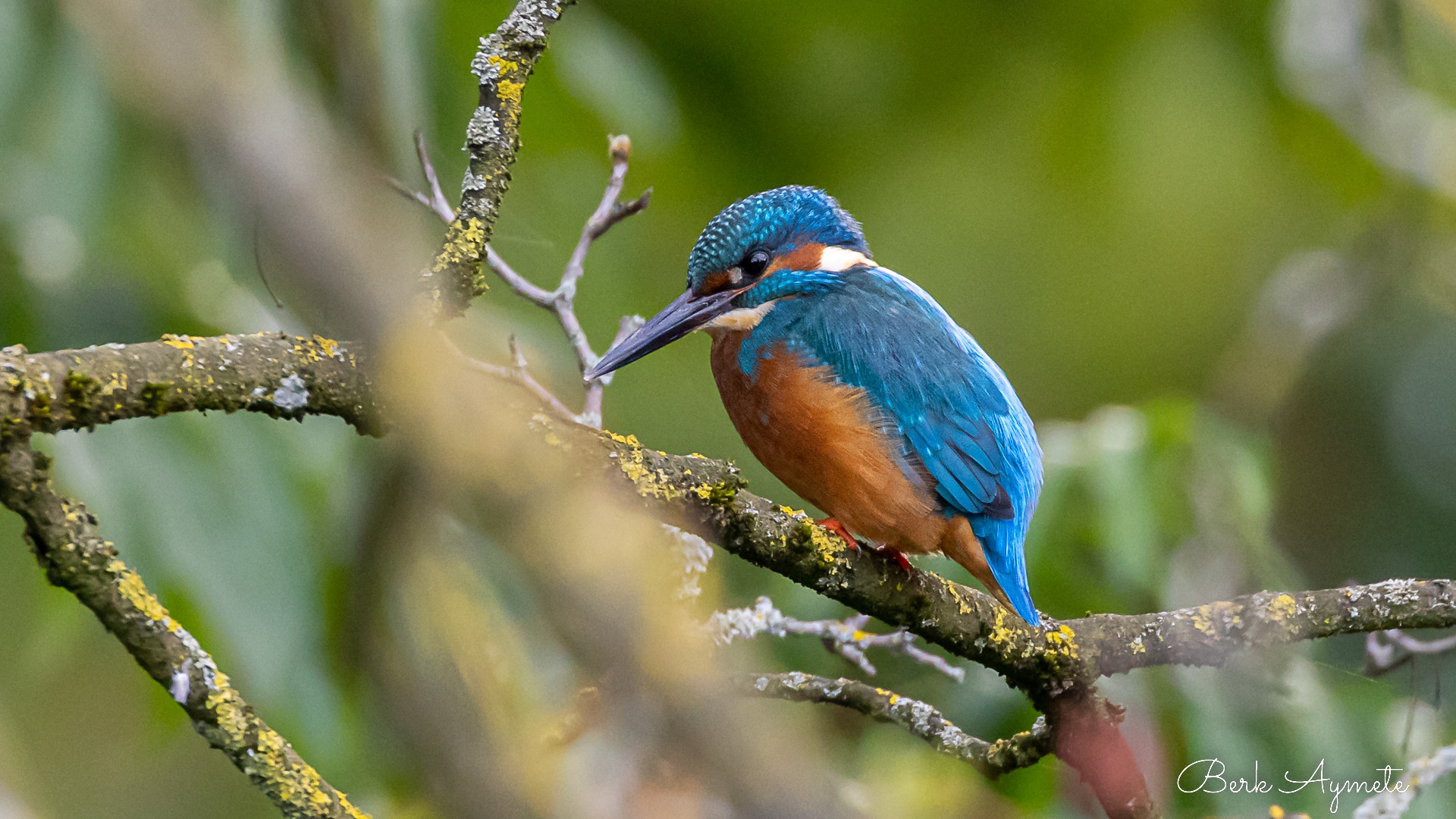 Yalıçapkını » Common Kingfisher » Alcedo atthis