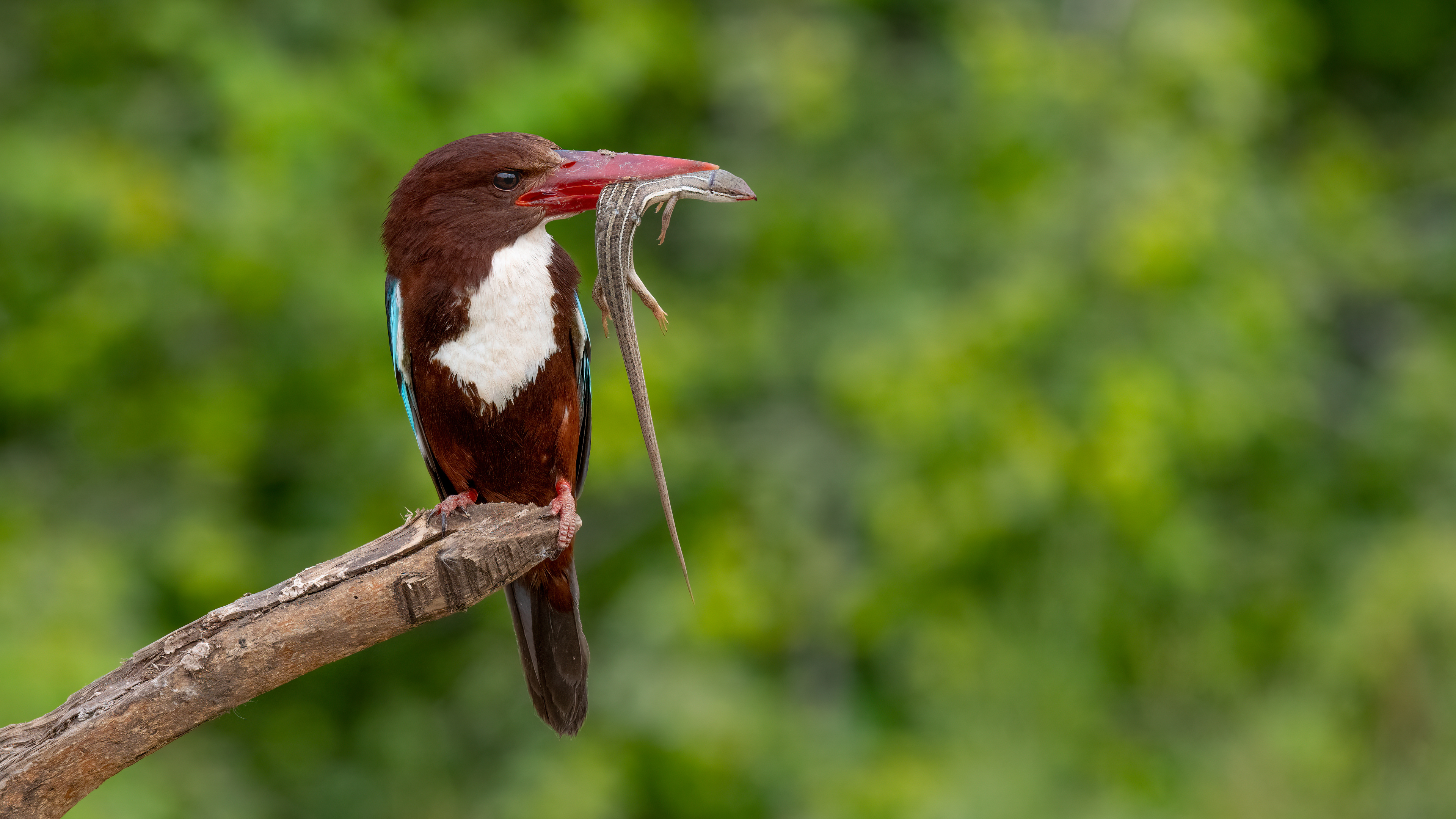 İzmir yalıçapkını