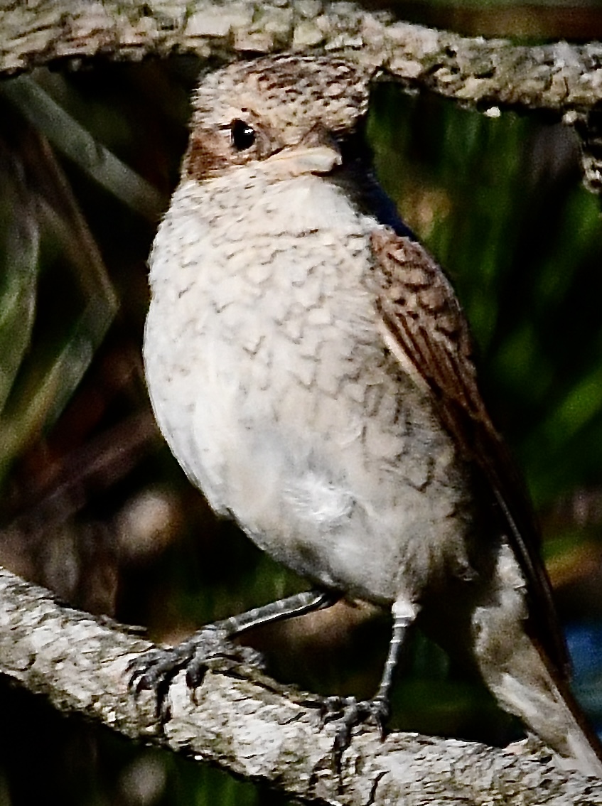 Kızılsırtlı örümcekkuşu