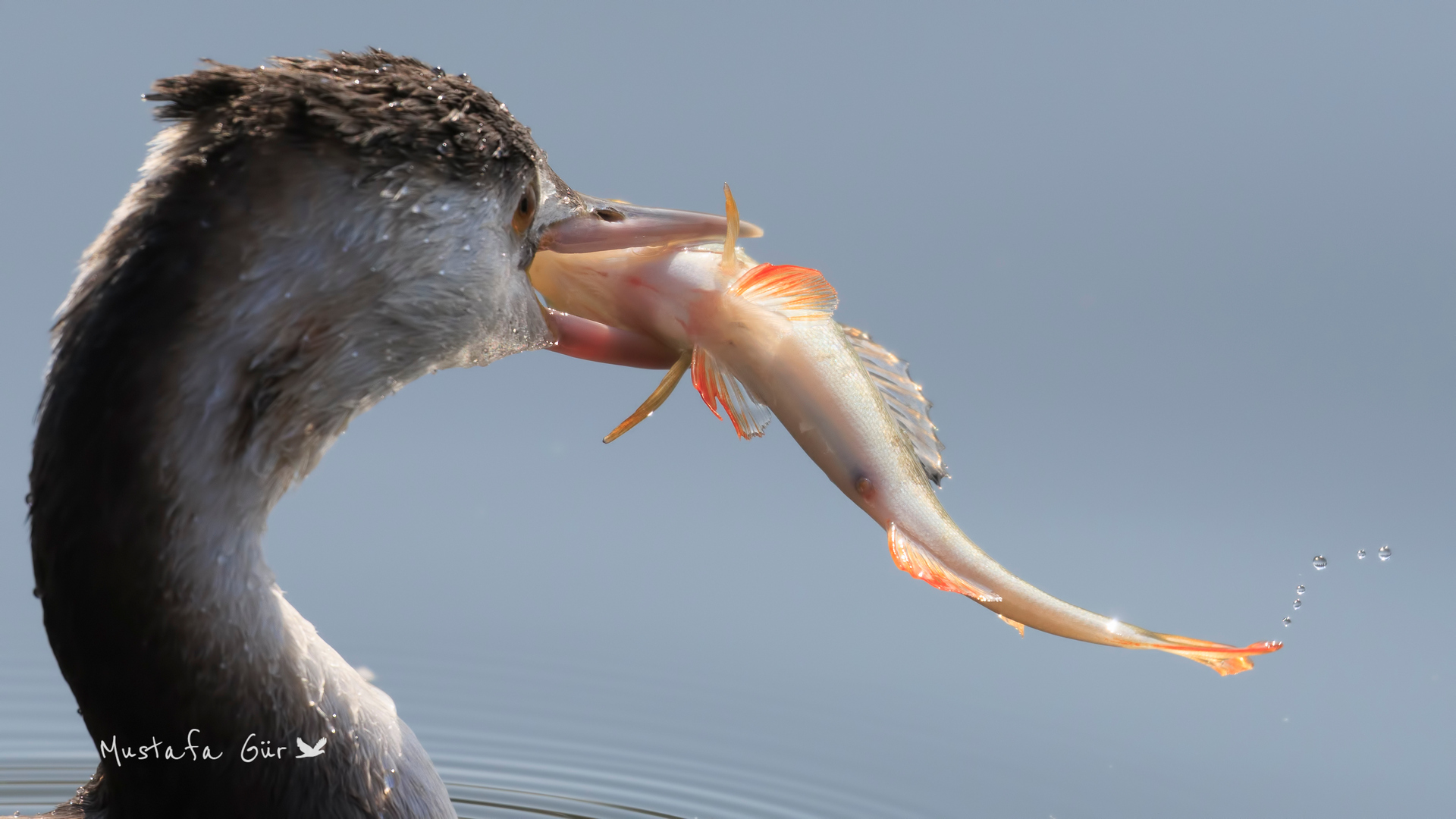 Bahri » Great Crested Grebe » Podiceps cristatus