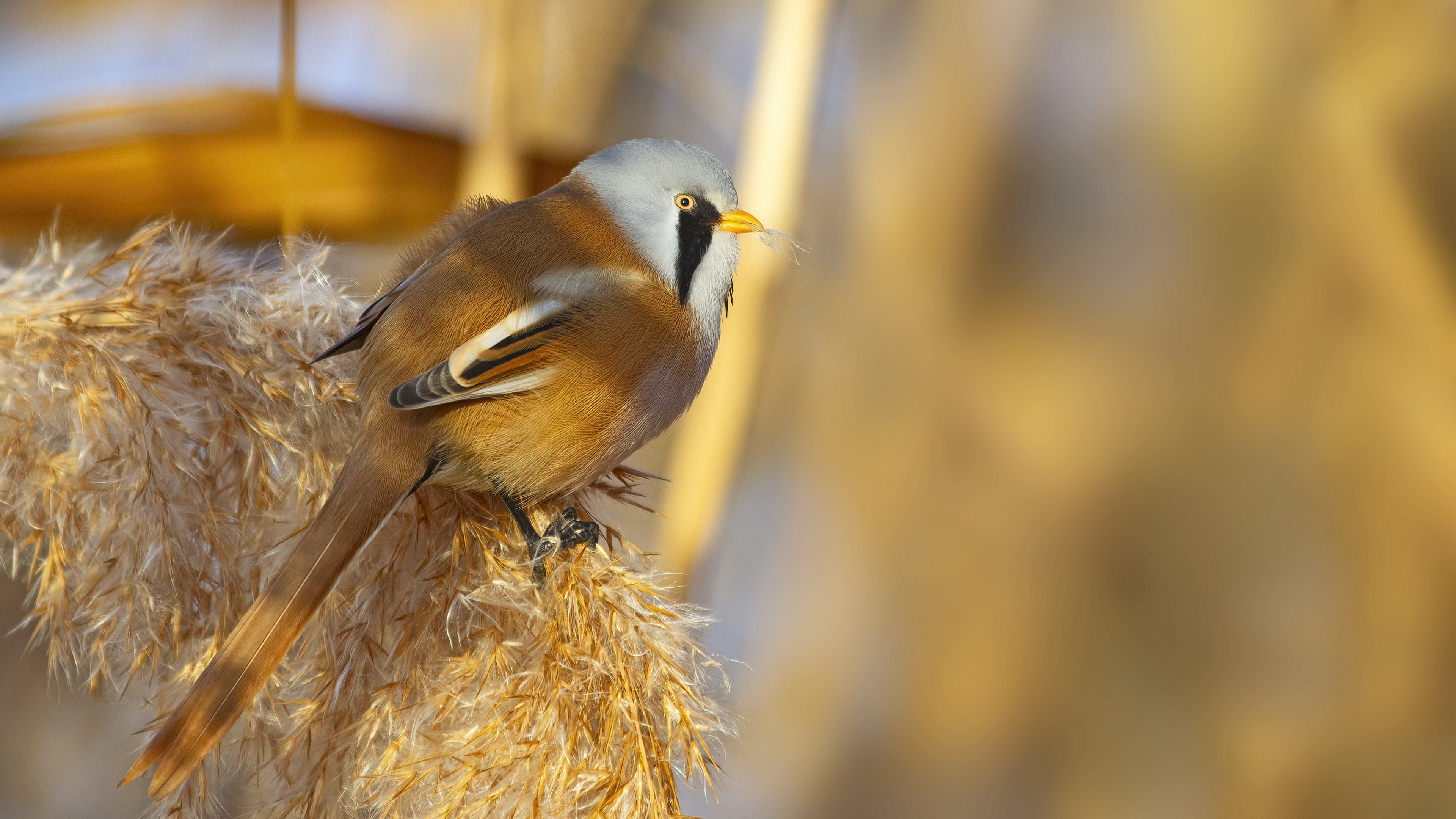 Bıyıklı baştankara