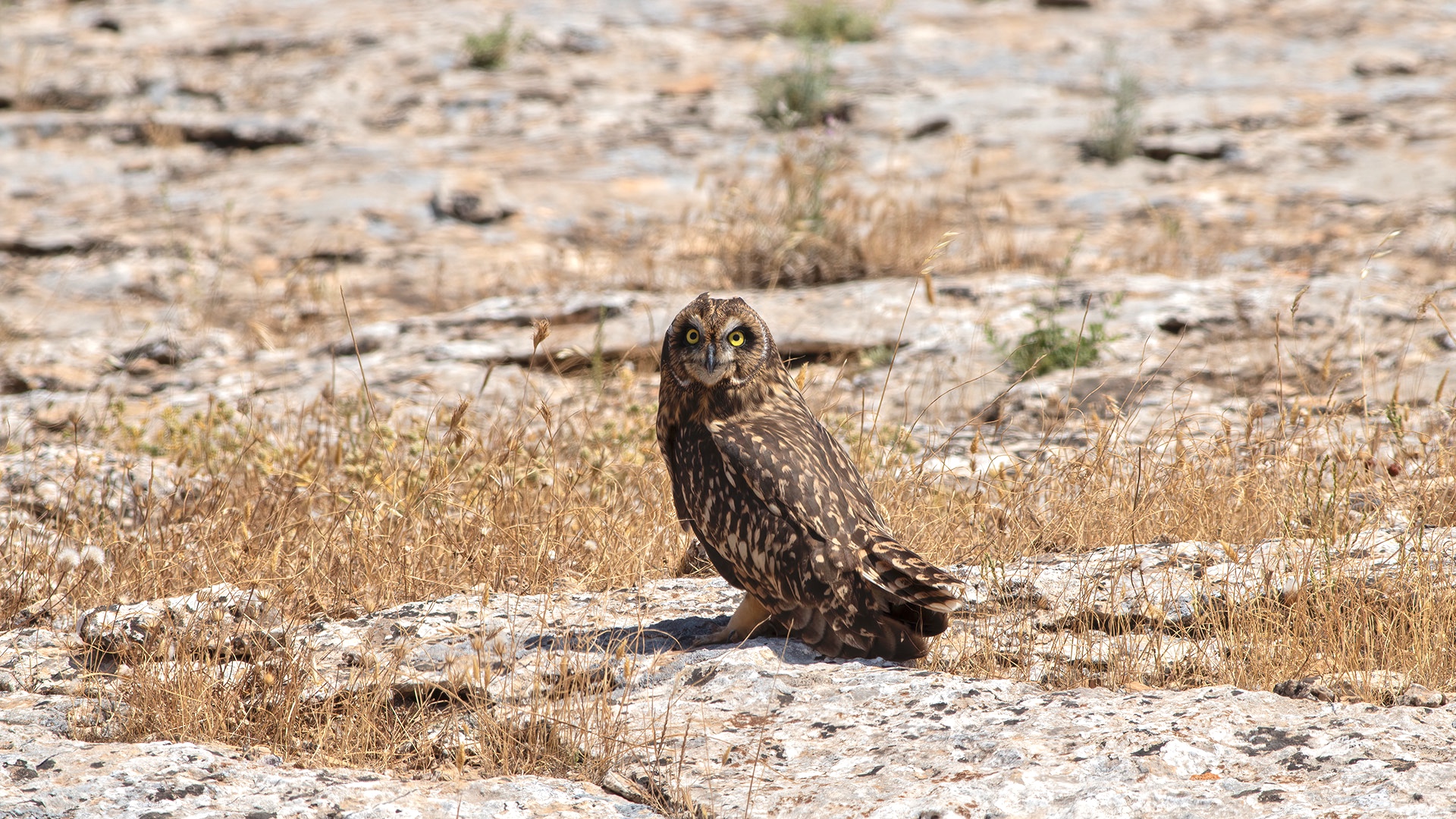 Kır baykuşu » Short-eared Owl » Asio flammeus