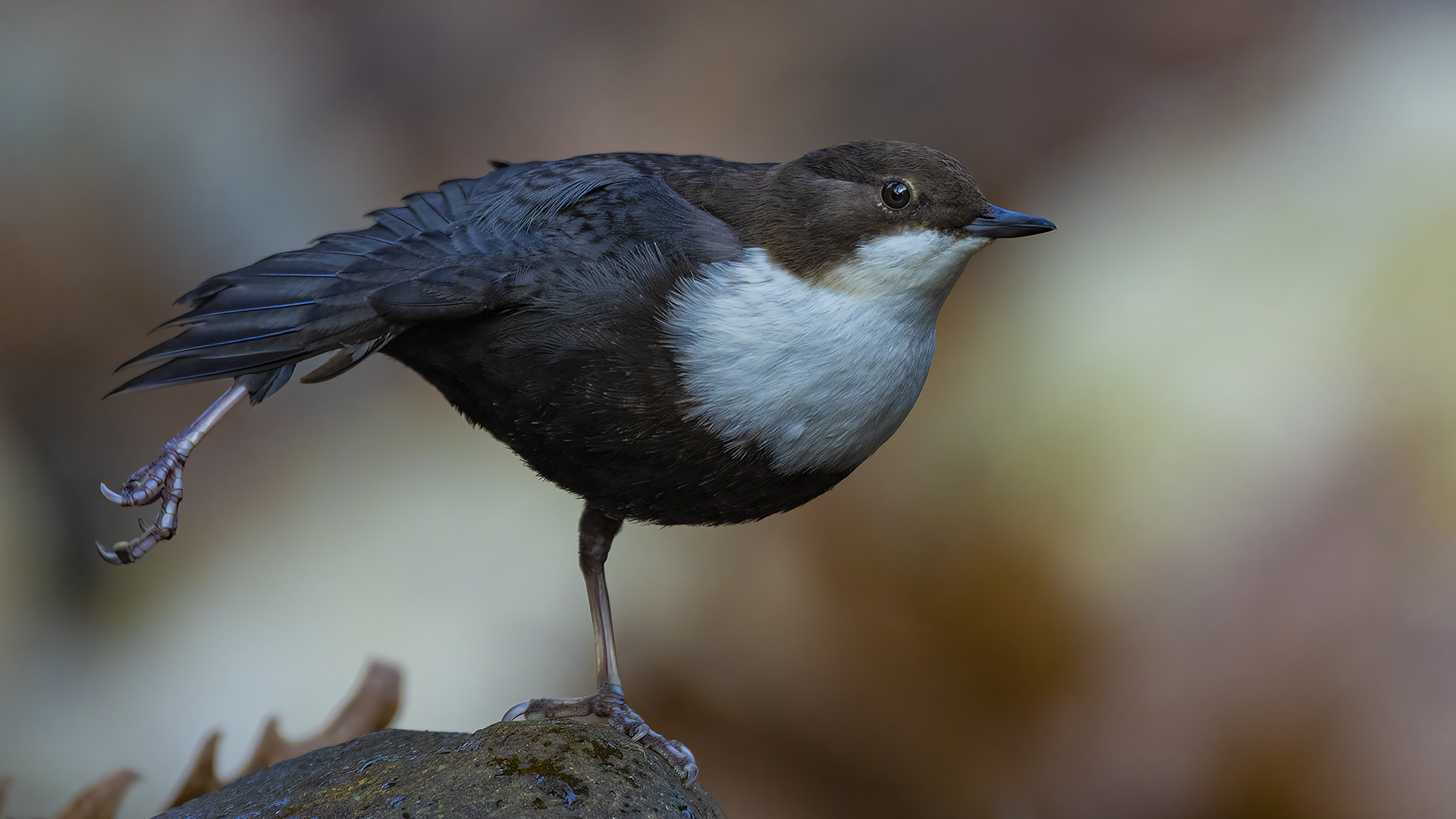 Derekuşu » White-throated Dipper » Cinclus cinclus