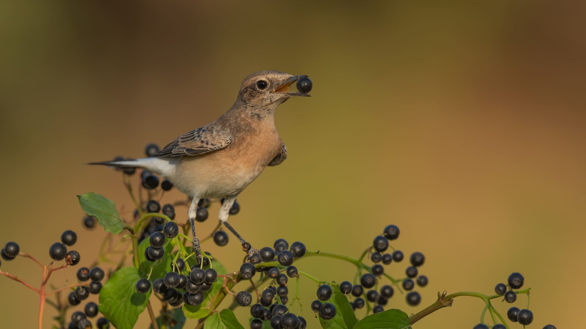 Karakulaklı kuyrukkakan