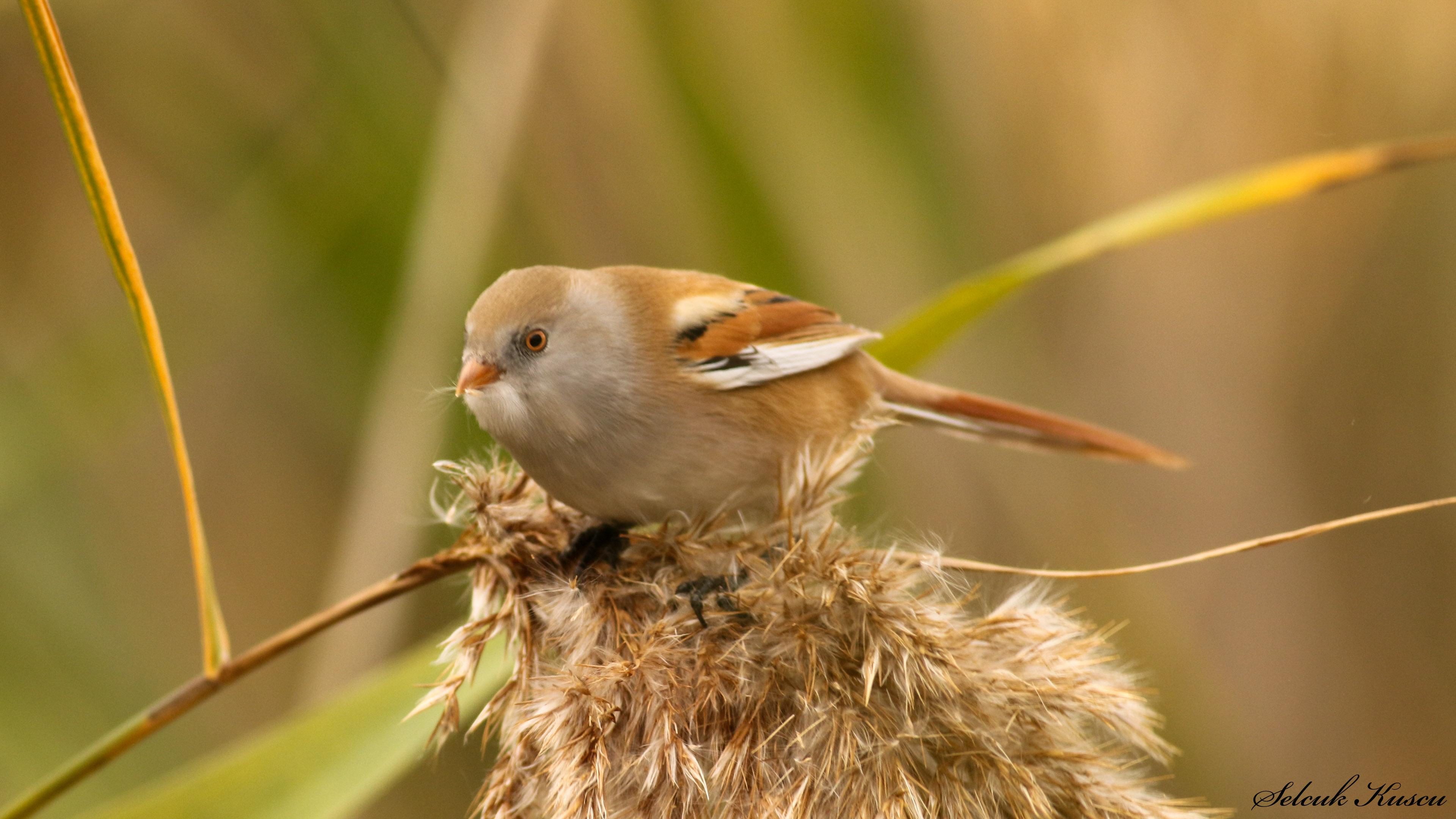 Bıyıklı baştankara