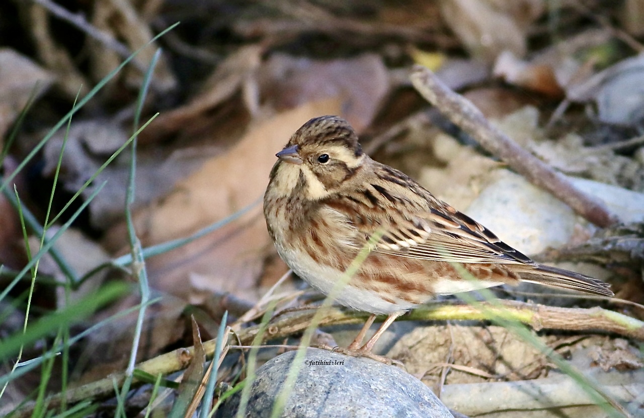 Akkaşlı kirazkuşu