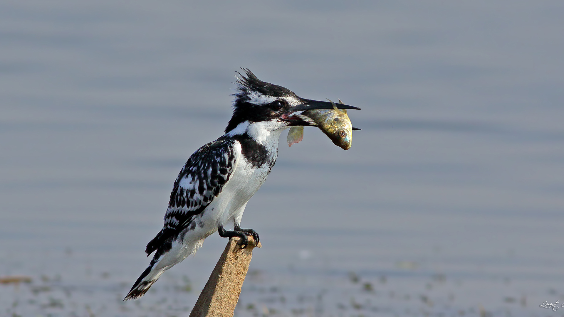 Alaca yalıçapkını