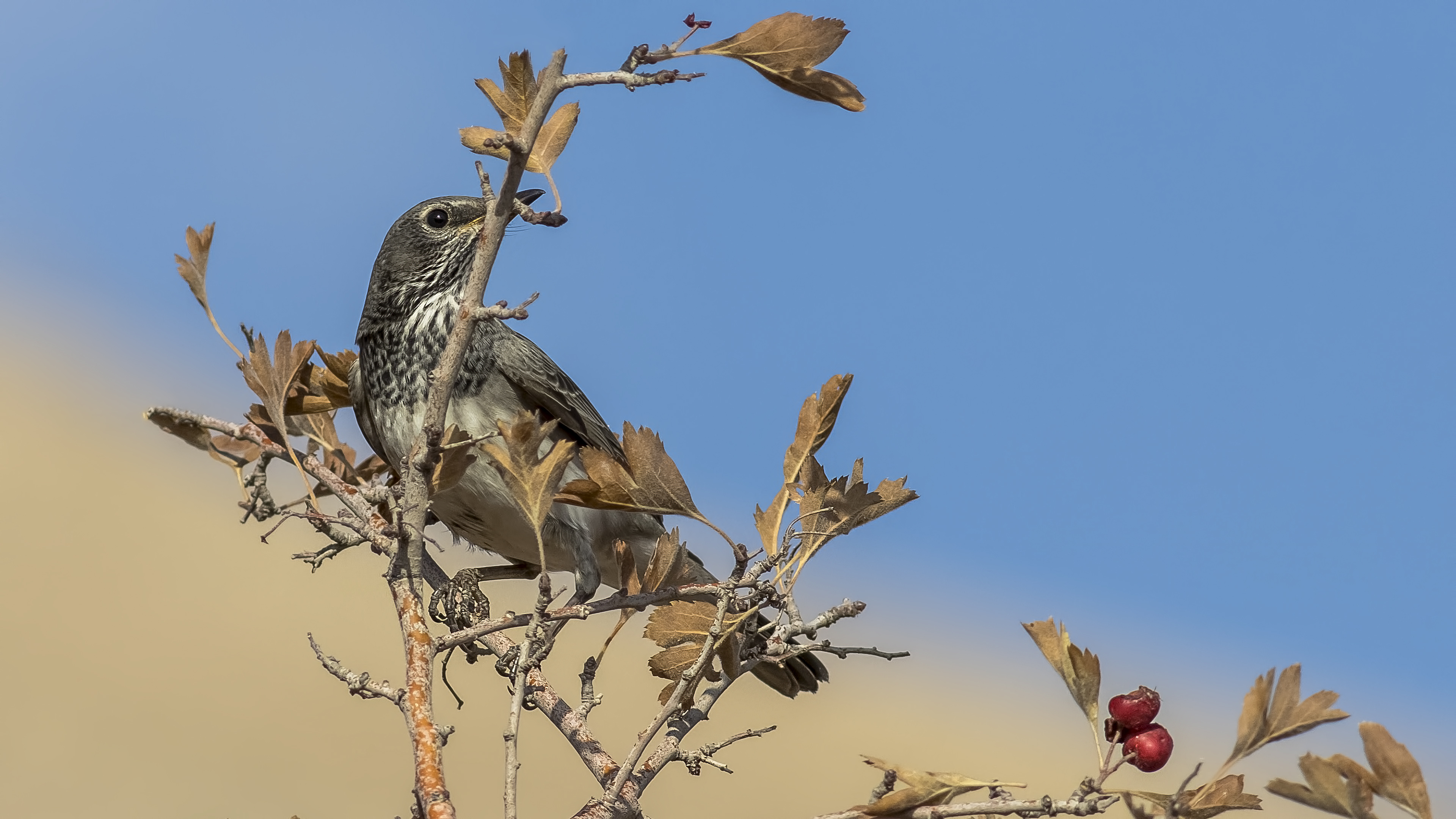 Karagerdanlı ardıç