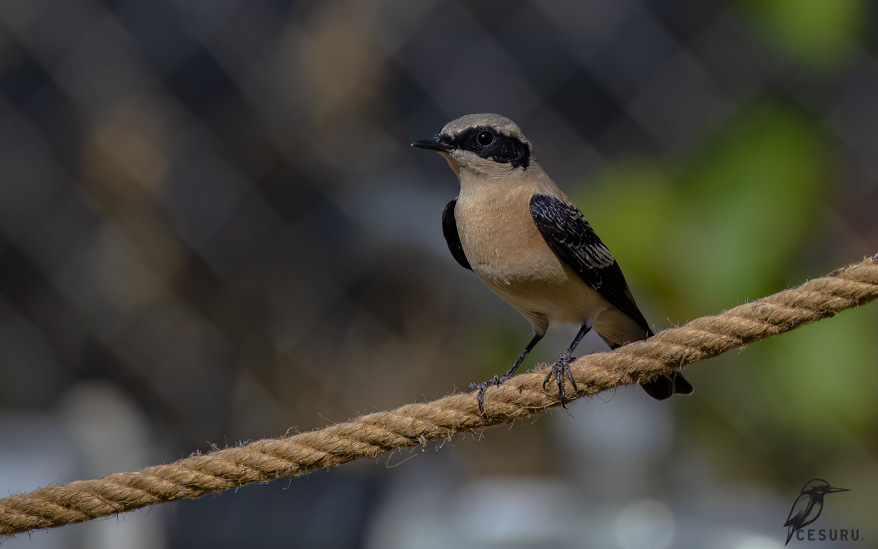 Karakulaklı kuyrukkakan