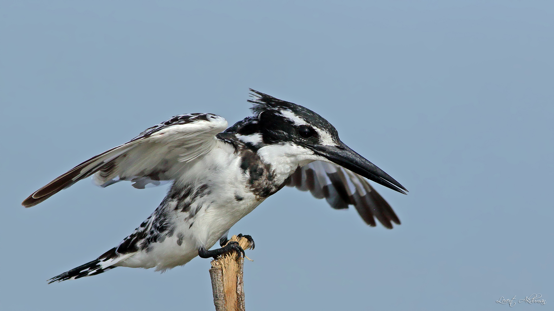 Alaca yalıçapkını