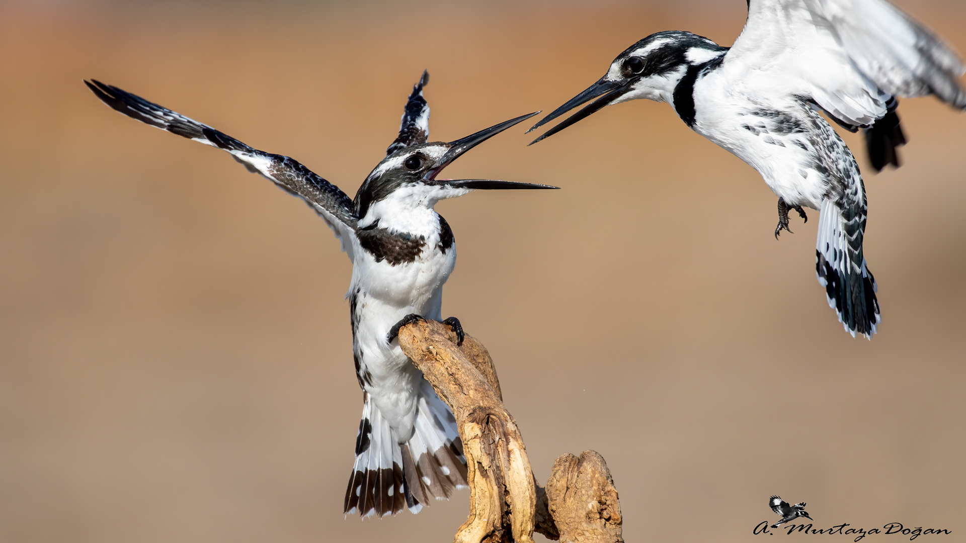 Alaca yalıçapkını