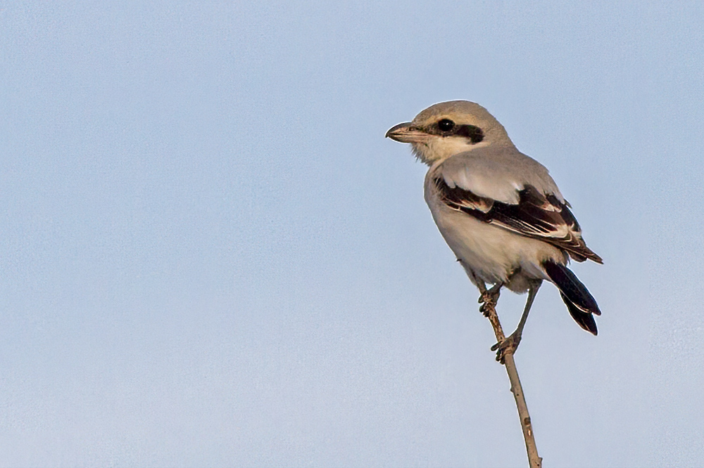 Büyük örümcekkuşu