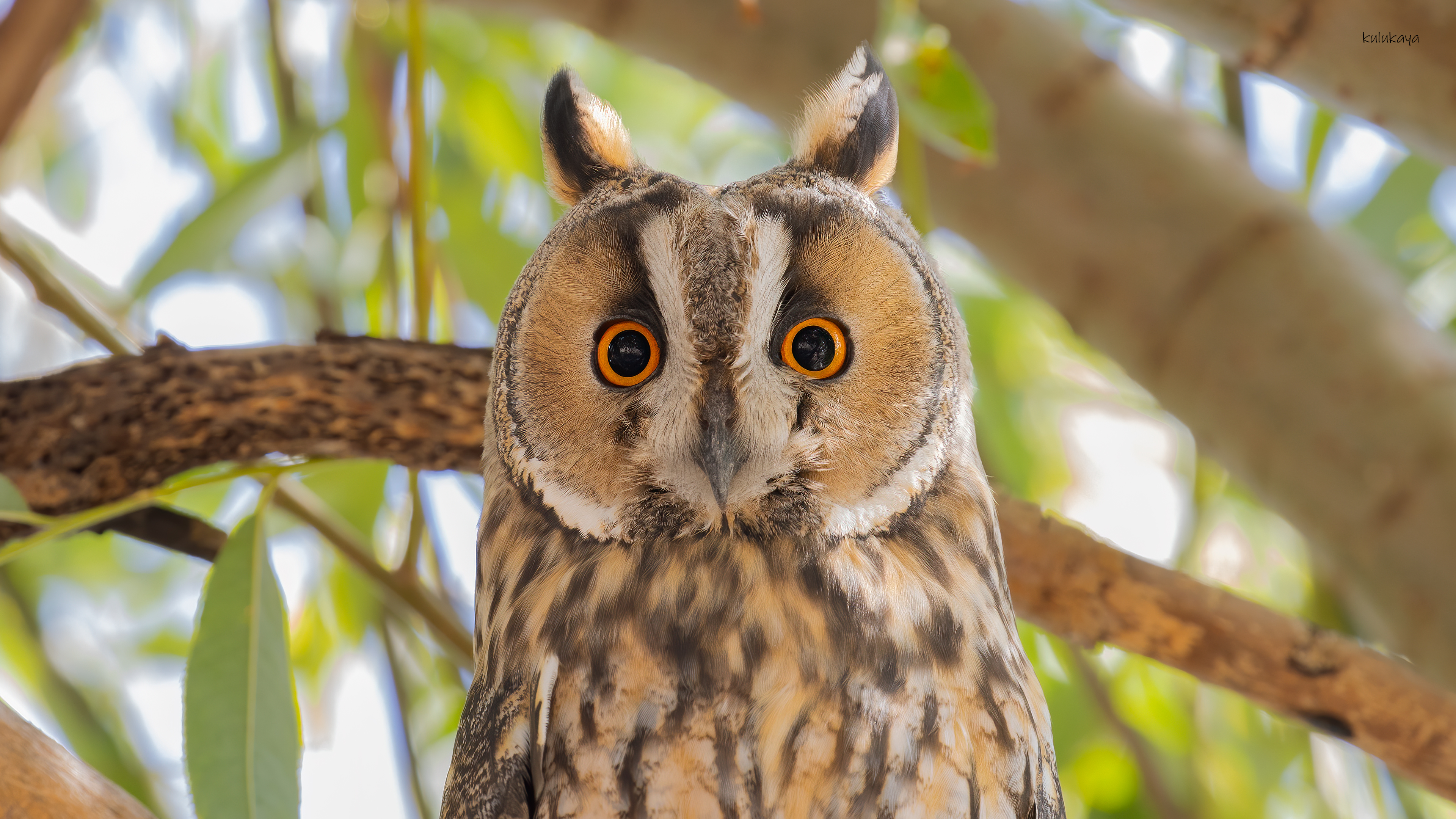 Kulaklı orman baykuşu