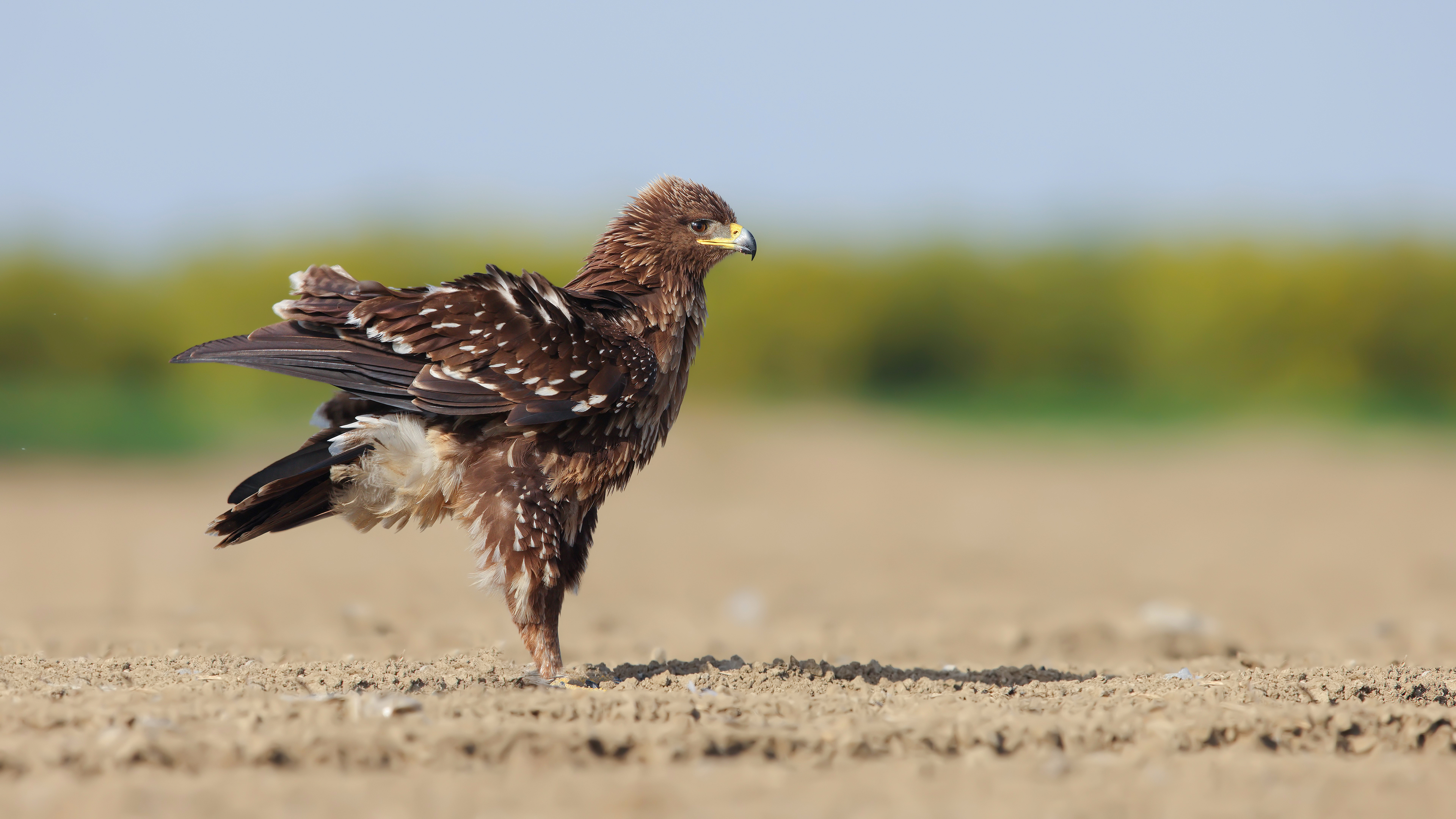 Büyük orman kartalı