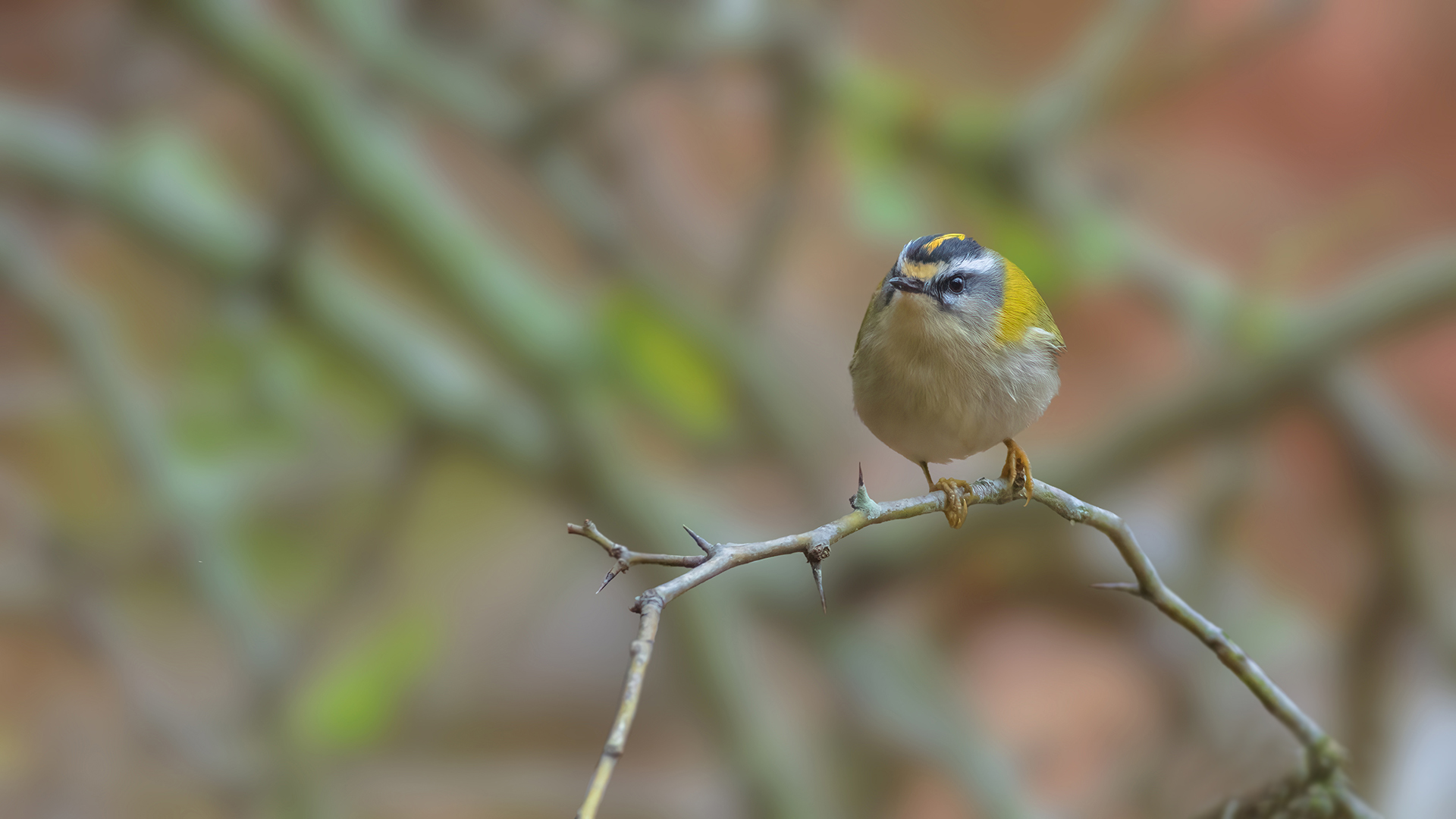 Sürmeli çalıkuşu