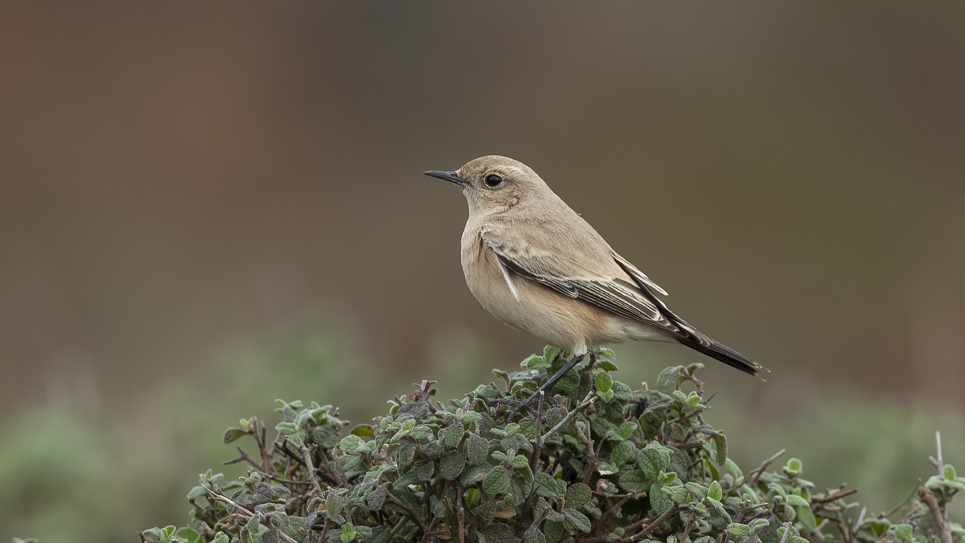 Çöl kuyrukkakanı » Desert Wheatear » Oenanthe deserti