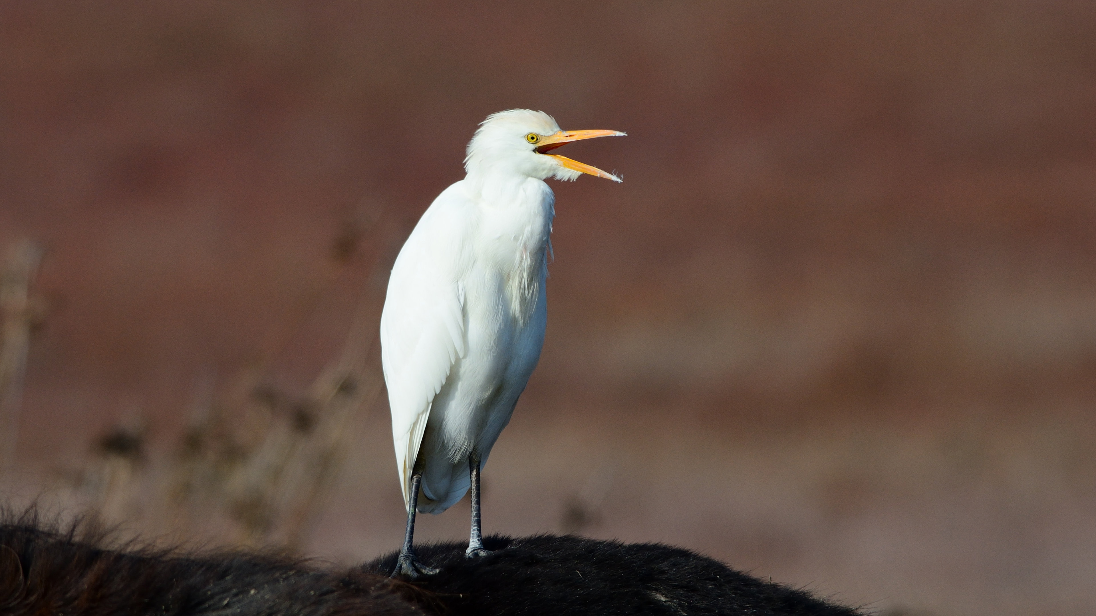 Sığır balıkçılı