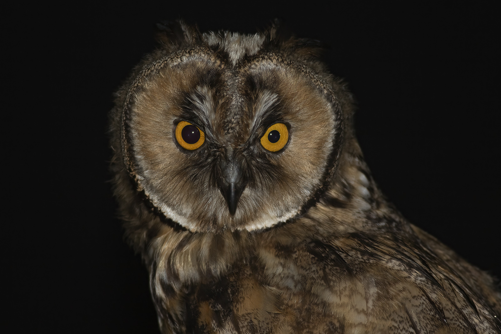 Kulaklı orman baykuşu